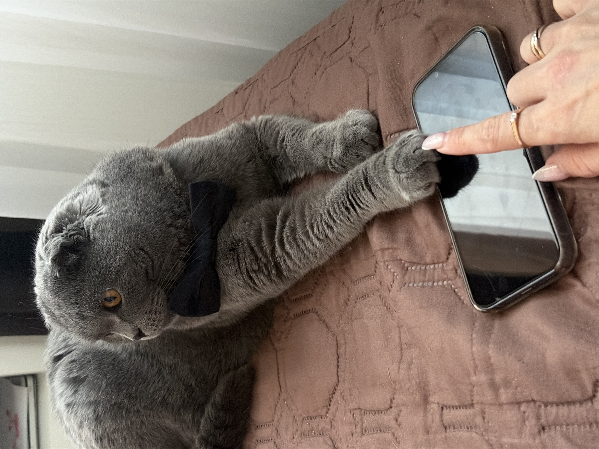 An eye-level, slightly overhead photograph captures a grey cat and a human hand interacting with a smartphone on a textured brown surface. The cat, which appears to be a Scottish Fold or British Shorthair due to its short grey fur and slightly folded ears, is lying on its left side, facing towards the right of the frame. It is adorned with a small black bow tie around its neck. Its right paw rests gently on the screen of a black smartphone, which is angled slightly towards the camera. A human hand, featuring two gold-toned rings (one plain band, one with a small stone) and light-colored nail polish, points an index finger towards the phone screen, near where the cat's paw is. The cat's large, amber-colored eye is focused downwards, presumably at the phone's display. The immediate setting is a brown quilted fabric, possibly a bedspread or blanket with a geometric pattern. In the background, to the upper left, a plain, light-colored wall or ceiling is visible. The scene depicts a moment of shared curiosity or playful engagement between the cat and human, likely centered around content on the smartphone. No discernible text is visible in the image.