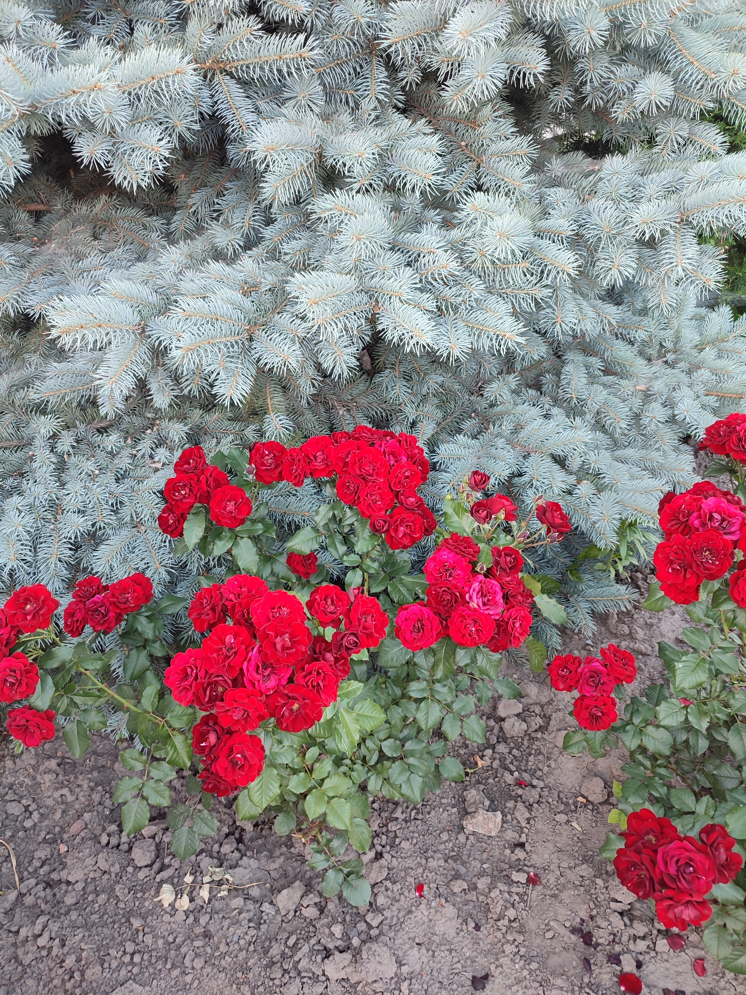 A close-up, eye-level outdoor shot captures a dense cluster of vibrant red roses blooming in front of a light blue spruce tree. The roses are in various stages of bloom, with some tightly furled buds and others fully open, revealing multiple layers of petals. Their deep red color stands in stark contrast to the cool, silvery-blue needles of the spruce tree behind them, which fills the upper half of the frame. The ground beneath the roses is a mixture of dark soil, small stones, and scattered fallen rose petals. The scene is likely located in a garden or park setting, possibly in the city of Shyshaky, Ukraine, given the flora. No people or animals are visible in the image.