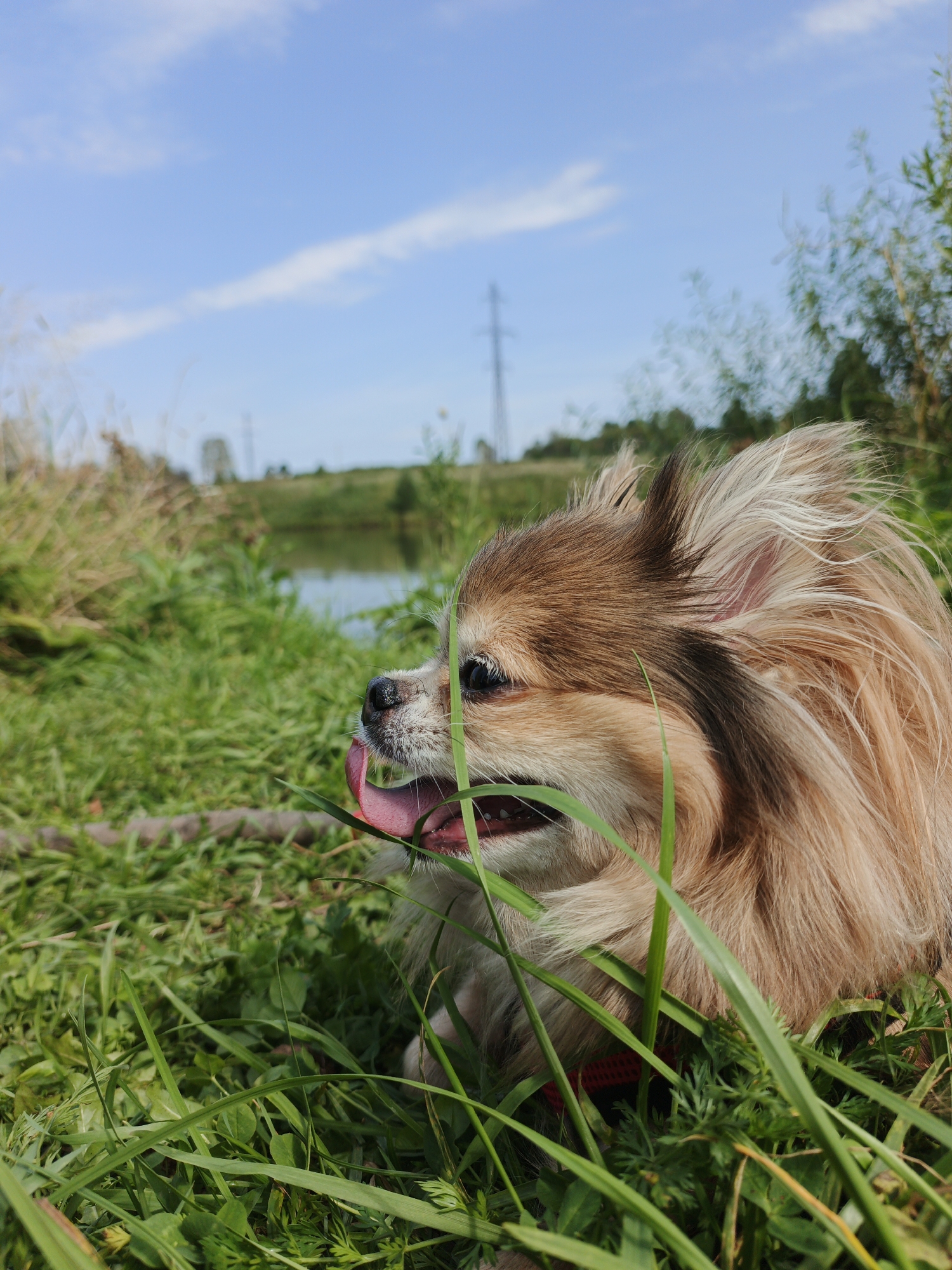 A tan and white long-haired chihuahua is lying in tall green grass next to a calm body of water, possibly a lake or pond. The dog's tongue is hanging out of its mouth, and its eyes are looking to the left. In the background, there are trees and a power line tower, indicating a semi-rural or park-like setting. The sky is blue with scattered white clouds. The location appears to be in Urtiushka, Russia.