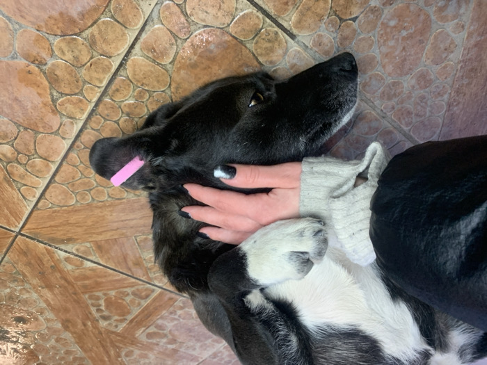 A close-up image shows a person's hand petting a black and white dog lying on its side on a tiled floor in Bohuslav, Ukraine. The dog is primarily black with white fur on its chest and paws; its right eye is open and visible. A pink clip or tag is affixed to the dog's right ear. The human hand has dark nail polish, specifically black with white tips on some fingers, and is partially covered by a light-colored, ribbed knit sleeve, with a black outer garment visible on the arm. The floor consists of light brown and tan tiles with a distinct circular, textured pattern.