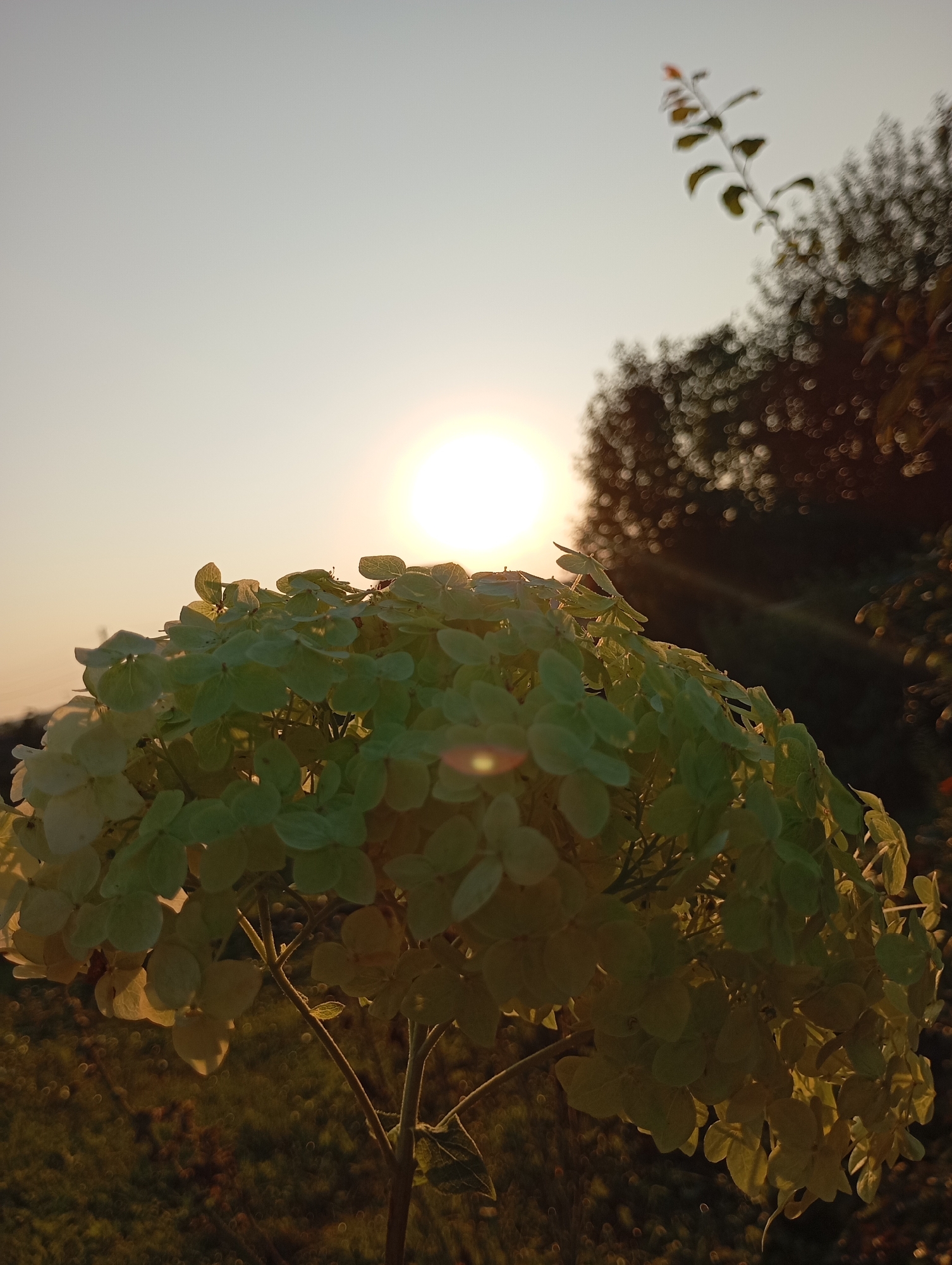 The image depicts a close-up view of a light green hydrangea flower head, illuminated by the setting sun. The flower is in the foreground, with its petals catching the warm, golden light. In the background, trees are visible, their shapes blurred and softened by the sunlight. The sky is a pale yellow and orange gradient, indicative of sunset. The overall scene is serene and natural, with no discernible human presence or urban features that would specifically tie it to the city of Фоки, Russia. The image appears to have been taken outdoors in a garden or natural setting during dusk.
