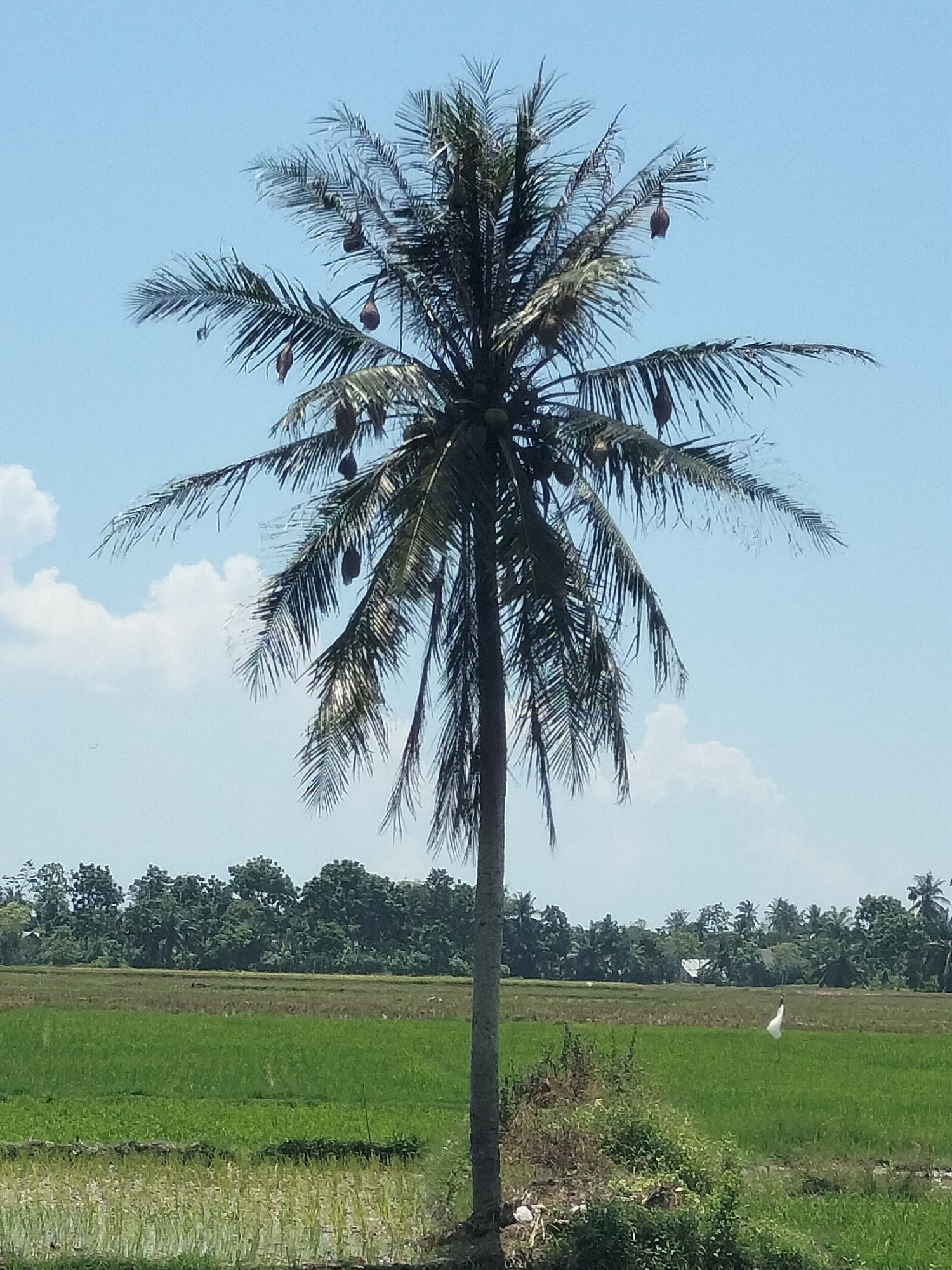 The image shows a coconut palm tree in a field, likely a rice paddy, in the city of Putoh Sa, Indonesia. The tree is tall and slender, with green fronds and several coconuts hanging from it. There are several nests hanging from the fronds. The field is green and lush, with a few trees in the background. The sky is blue and clear, with a few clouds. A white cloth attached to a stick can be seen in the middle-right section of the rice field.