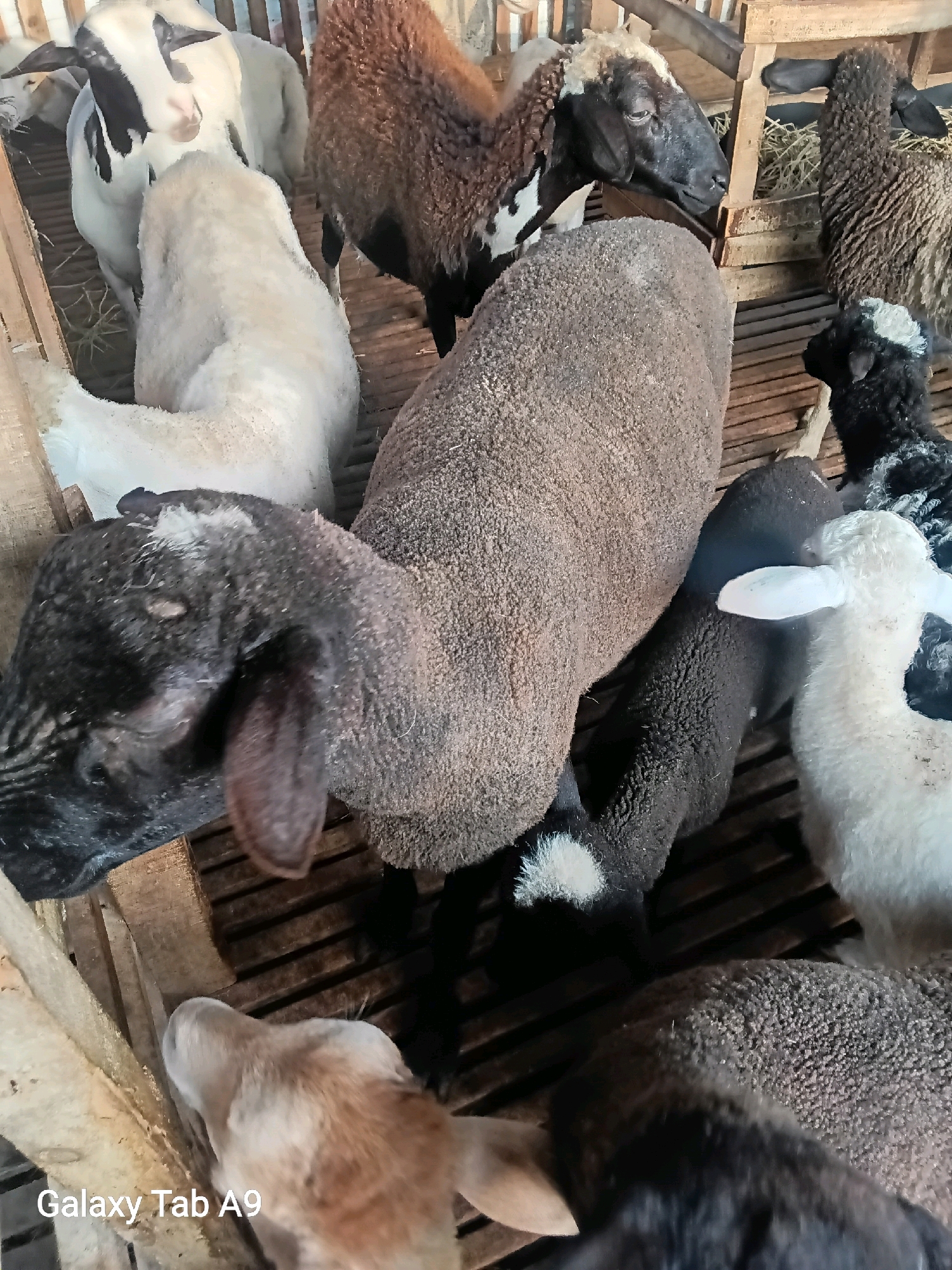 A flock of sheep is gathered in a wooden pen, with a wooden structure above them. The sheep are of various colors, including white, black, and brown. Some are grazing, while others are standing or lying down. The pen is located outdoors, with a dirt floor. The image was taken on a sunny day, and the lighting is good. The text overlay "Galaxy Tab A9" appears in the bottom left corner, indicating the device used for capture. The scene appears to be a typical rural setting in Trenggalek, Indonesia, where sheep farming is common.