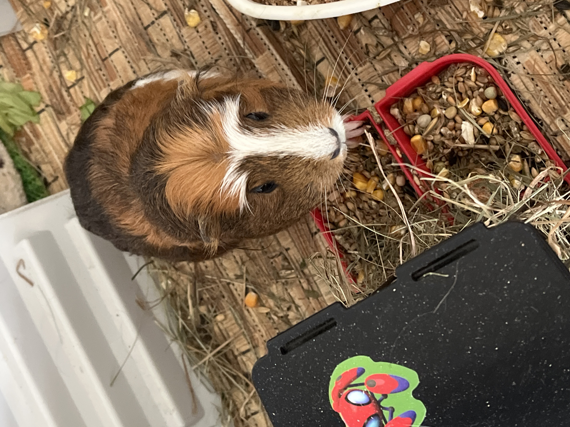 The image captures a tri-colored guinea pig situated within what appears to be an indoor pet enclosure. The guinea pig's fur is a mix of brown and black, with a distinctive white stripe running down its face and across its snout. It has dark eyes and prominent white whiskers, and is looking upward, possibly towards the camera.
In the upper right portion of the frame, a red rectangular food bowl is visible, filled with a mixture of pet food including pellets, corn kernels, and seeds, interspersed with hay. The floor of the enclosure is covered with hay and scattered food remnants. Part of the background features a textured, possibly corrugated cardboard or wooden, surface, along with a hint of green leafy vegetable. A white plastic or ceramic object is partially visible on the far left.
In the bottom right foreground, a dark, possibly black, object resembling a phone case is present. It features a colorful sticker depicting a stylized red and blue robot or insect-like figure on a green background. The guinea pig is stationary, seemingly resting or observing its surroundings. No visible text is present.