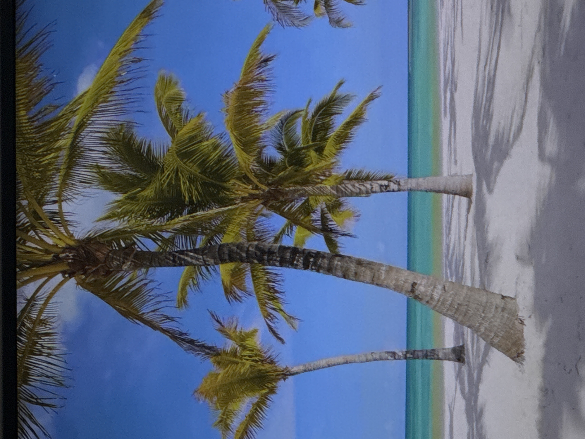 This image depicts a tropical beach scene with several palm trees in the foreground, casting shadows on the white sand. The ocean, with its turquoise water, is visible in the background, meeting a clear blue sky. The image does not contain any elements that would suggest a location in Sinyavino, Russia, as it portrays a classic tropical environment.