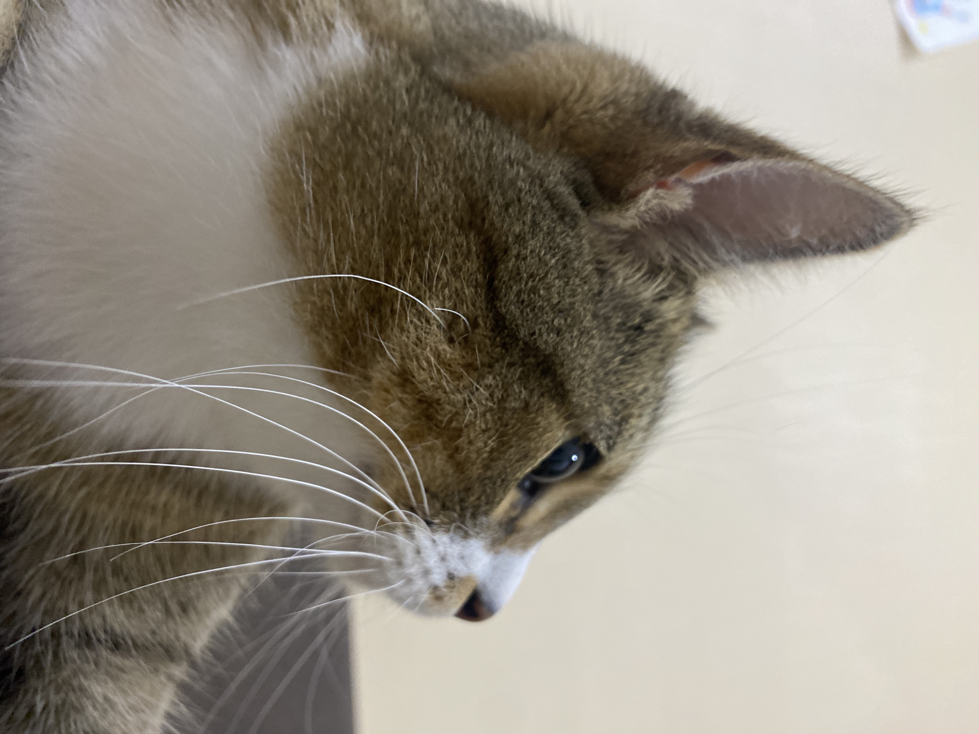 The image is a close-up, side-profile shot of a tabby cat. The cat has brown and gray fur with white markings on its chest and face. Its whiskers are long and white, fanning out from its muzzle. The cat is looking down and to the right, with one eye clearly visible, showing a blue iris. The background is a plain, light-colored surface, possibly a wall or furniture. The lighting is soft and diffused, suggesting an indoor setting and possibly daytime. There are no discernible people or text in the image. The focus is entirely on the cat's face and upper body.