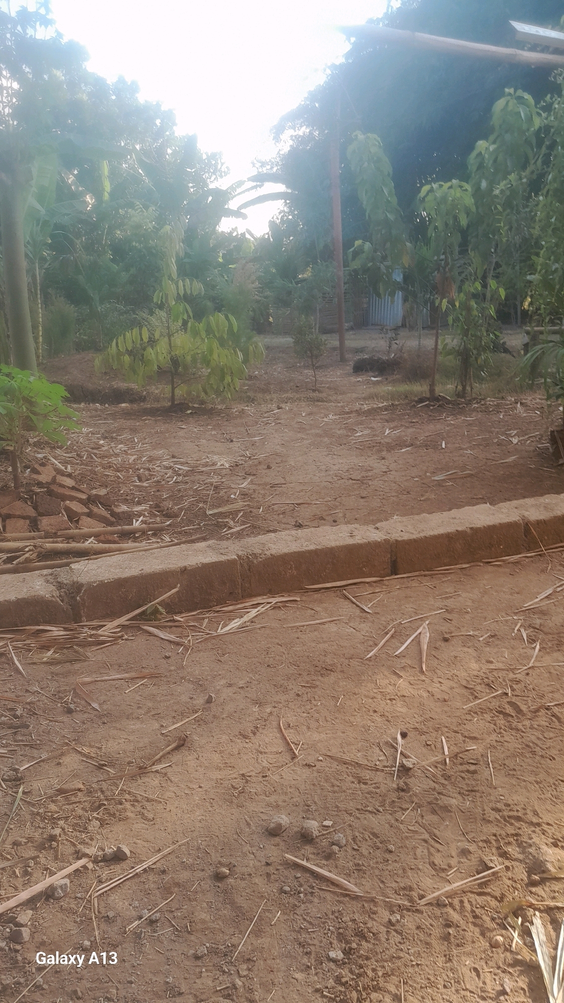 The image depicts an outdoor scene with a focus on a dusty, uneven ground surface. In the foreground, there is a concrete border or curb, appearing weathered and chipped. The ground is covered with dry, scattered plant material, resembling straw or dried leaves, and small pebbles. Behind this, the terrain continues with similar dry soil and sparse vegetation.
Further back, there is a collection of objects that appear to be building materials, including broken red bricks and bamboo poles, some of which are partially buried in the soil. Several young trees and bushes are sparsely planted in the middle ground.
The background is dominated by dense foliage of trees and larger plants, with some thinner tree trunks visible. A wooden pole, possibly supporting a structure or utility line, stands prominently. In the far background, a corrugated metal structure, possibly a fence or shed, is partially obscured by vegetation.
The lighting suggests it is daytime, with a bright sky that is somewhat overexposed, casting a glare. The overall impression is that of an undeveloped or semi-developed outdoor area, possibly a yard or the grounds of a construction site, in a rural or semi-rural setting. The location is identified as Hadipolo, Indonesia. There are no people visible in the image.