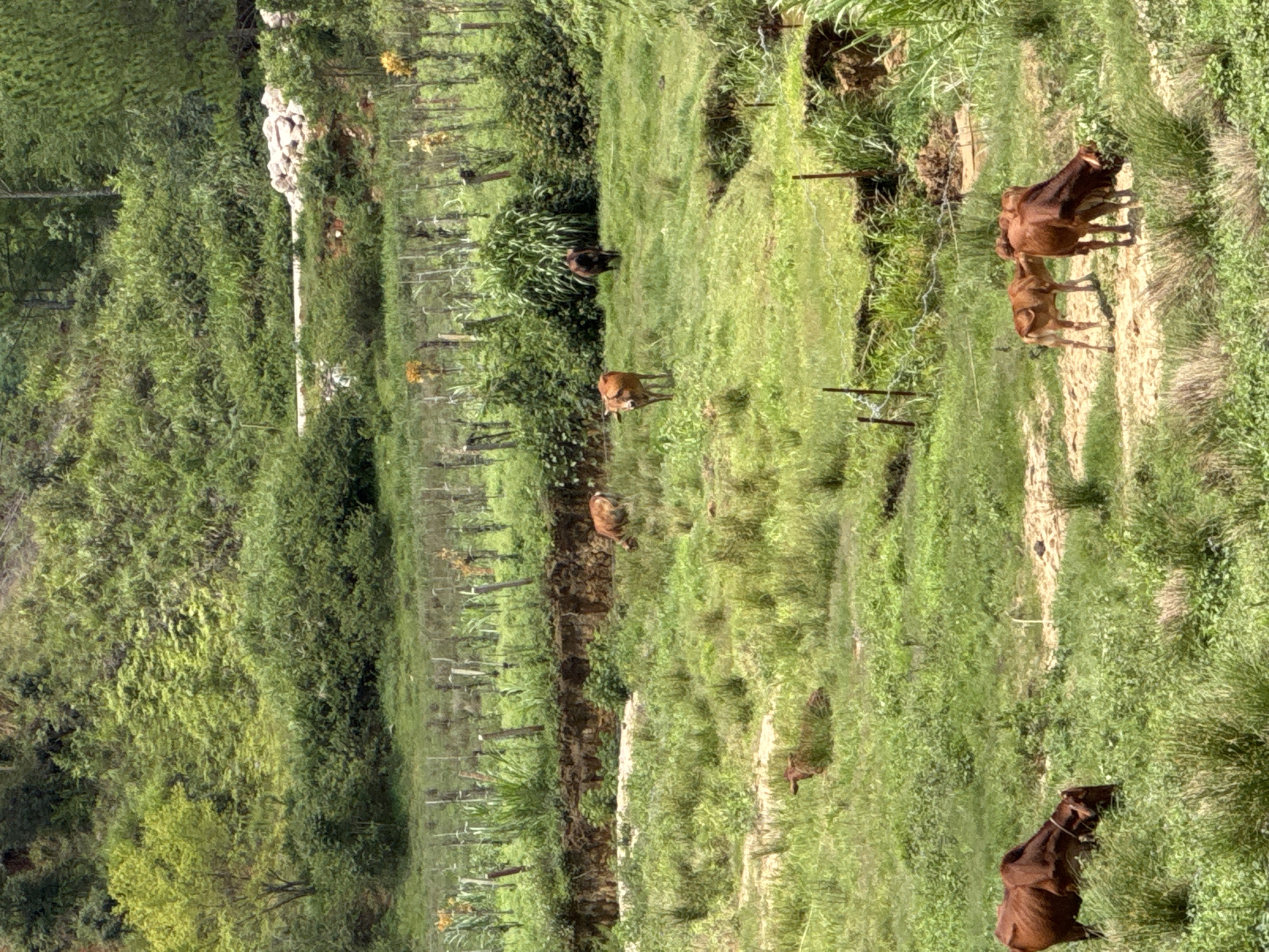 A herd of cows graze in a grassy field with a lush green hillside in the background. The field is bordered by a row of wooden fence posts and some dry vegetation. Several cows are visible, some standing and grazing, others lying down. One cow is in the foreground on the left, facing left and grazing. Further back, a group of three cows are visible, with two adult cows and a calf. In the middle ground, a single brown cow stands facing right, and a dark-colored cow stands facing the camera. In the upper midground, another brown cow is grazing. The environment appears rural, with a natural landscape featuring varied vegetation and terrain. The location is identified as Klong Klanh, Vietnam.