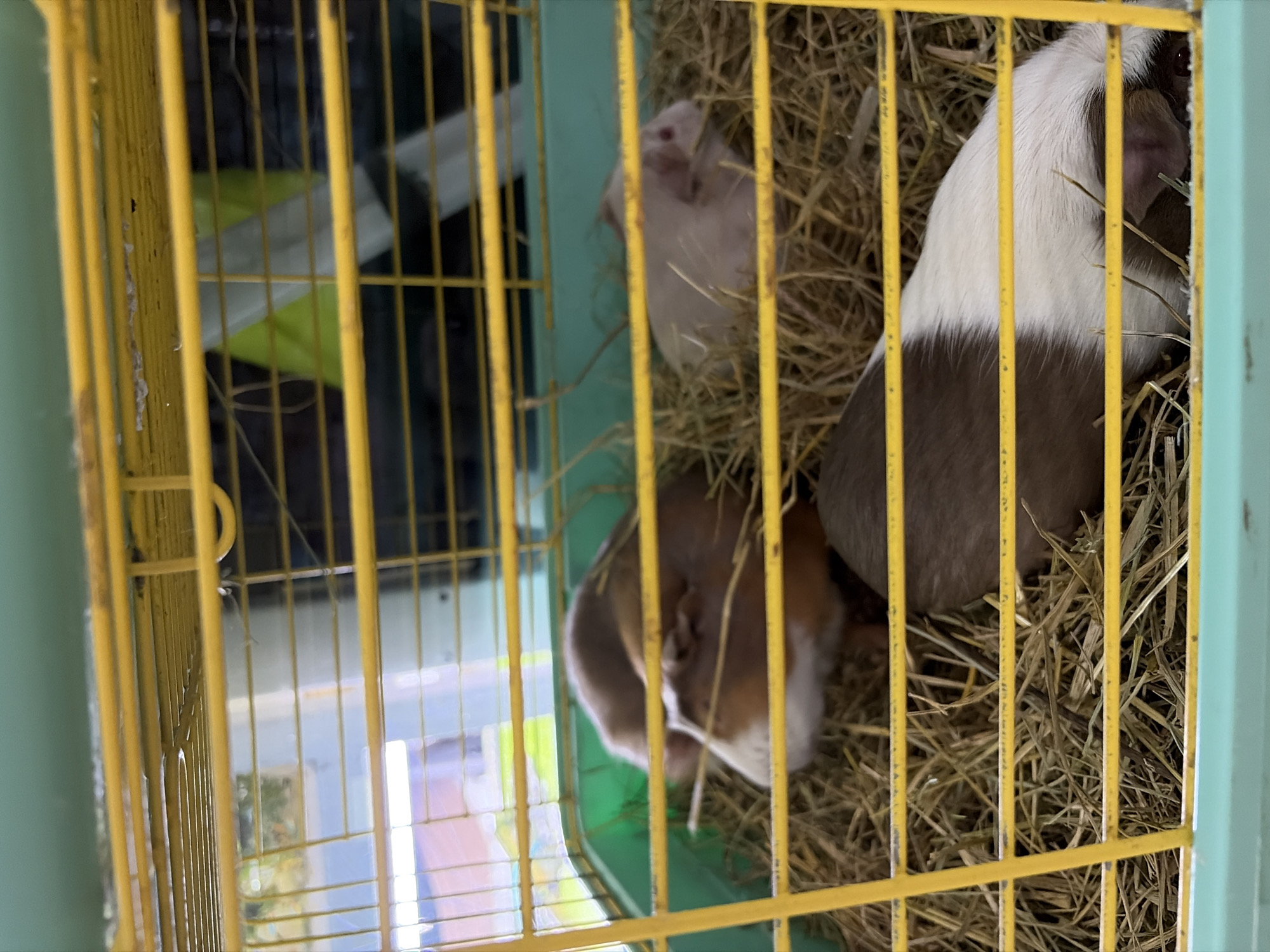 The image shows three guinea pigs inside a yellow metal cage. The cage appears to be located indoors. The guinea pigs are bedded on hay. One guinea pig is white and brown, another is pinkish white, and the third is brown and white. The environment outside the cage appears to be a residence. No information is available to confirm that this image was taken in Izhevsk, Russia.