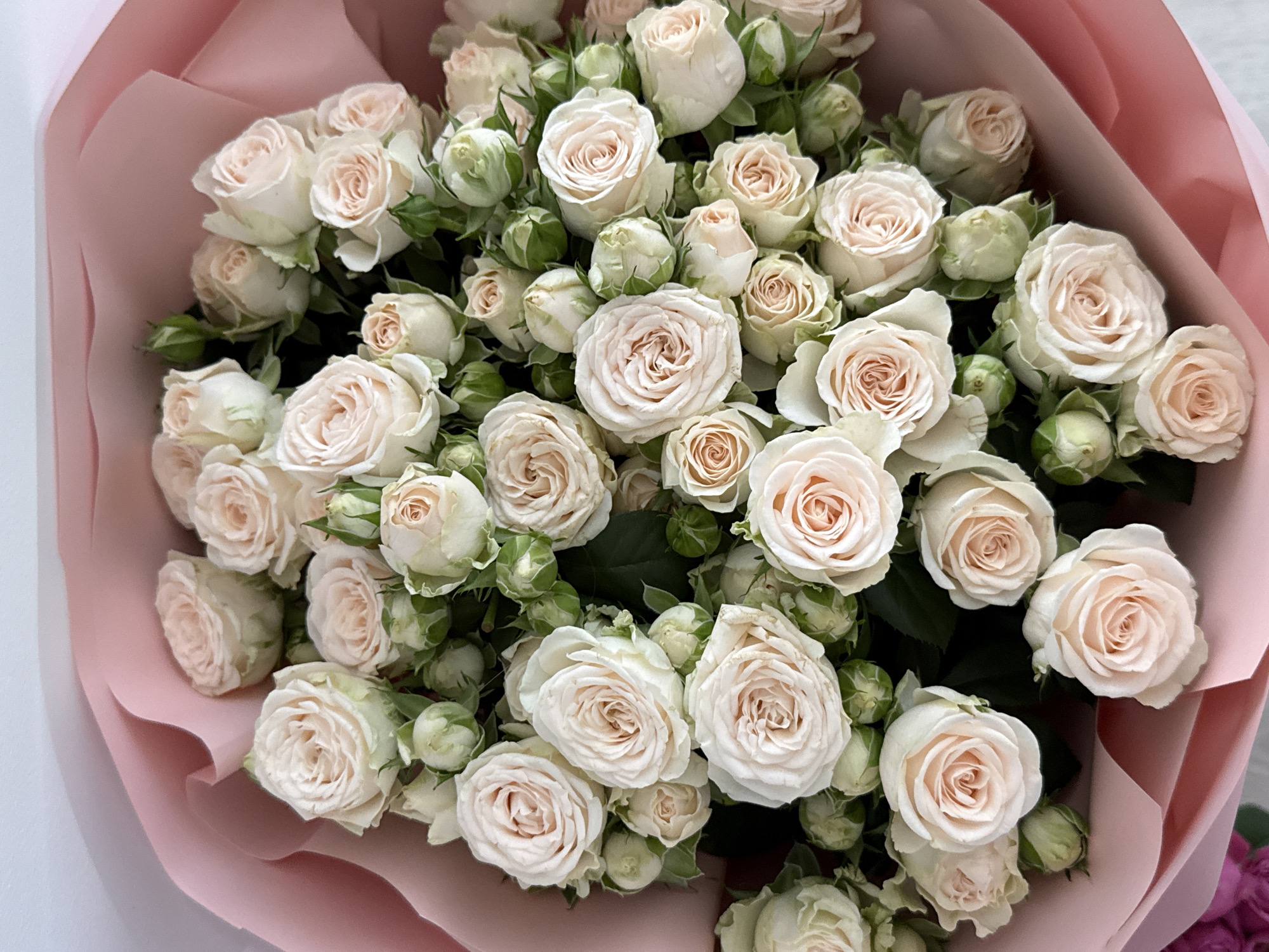 The image shows a bouquet of white and pink roses, with many buds, wrapped in pink paper. The bouquet is presented against a white background. The location of the image is Unknown, Unknown. There are no people or actions depicted in the image. The environment is a studio setting, implied by the clean white background.