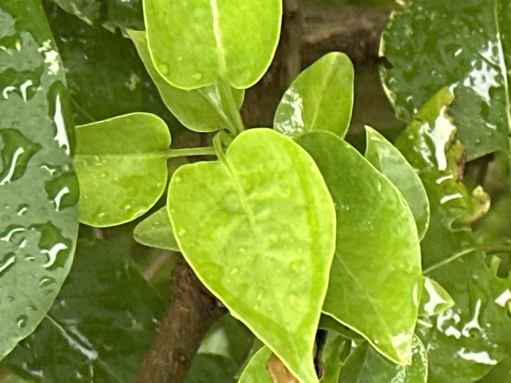 The image shows a close-up view of bright green leaves with water droplets on them. Some of the leaves are clustered together, while others are more spread out. A brown twig or branch is visible in the background, behind some of the leaves. The overall impression is of lush, wet foliage. There are no people or any discernible elements that would indicate a specific location in Podolsk, Russia.