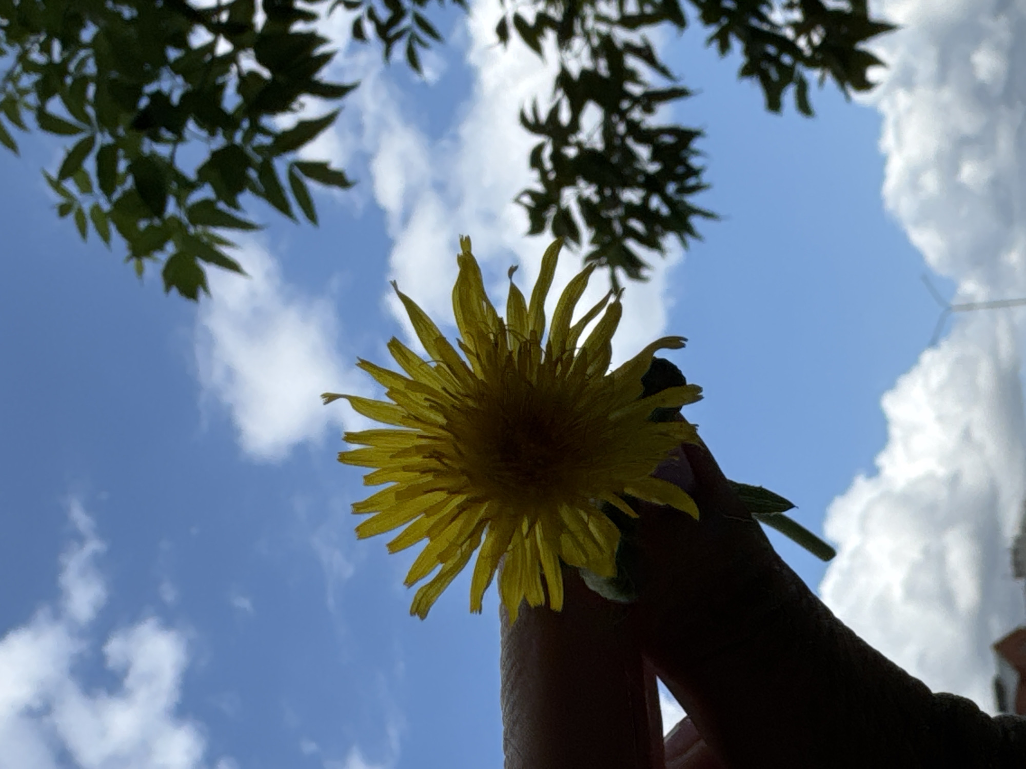 A bright yellow dandelion is held in silhouette by a person's hand against a bright blue sky with scattered white clouds. The hand and dandelion are in the foreground, with the flower's petals facing upwards. The background is dominated by the sky, with the dark silhouette of tree leaves visible in the upper right corner. The image is taken from a low angle, looking up towards the sky. There is no visible indication of the specific location in Ufa, Russia, or any identifying features of the city.