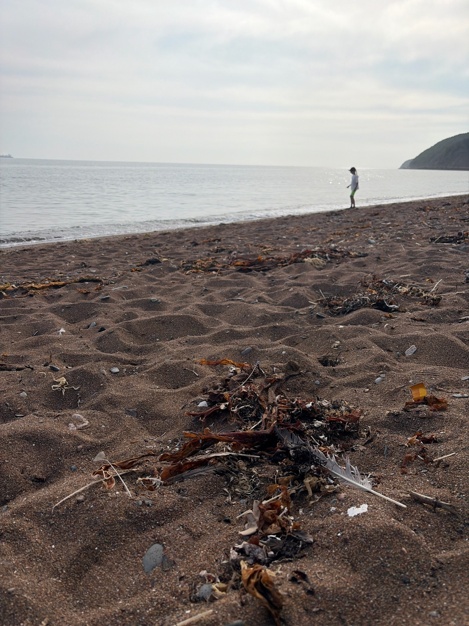 The image depicts a beach scene with dark, wet sand in the foreground, littered with seaweed and a white feather. In the mid-ground, a person in a white shirt and green shorts stands near the water's edge. The ocean stretches to the horizon under a cloudy sky, with a faint shoreline visible to the right. The location is Korsakov, Russia.