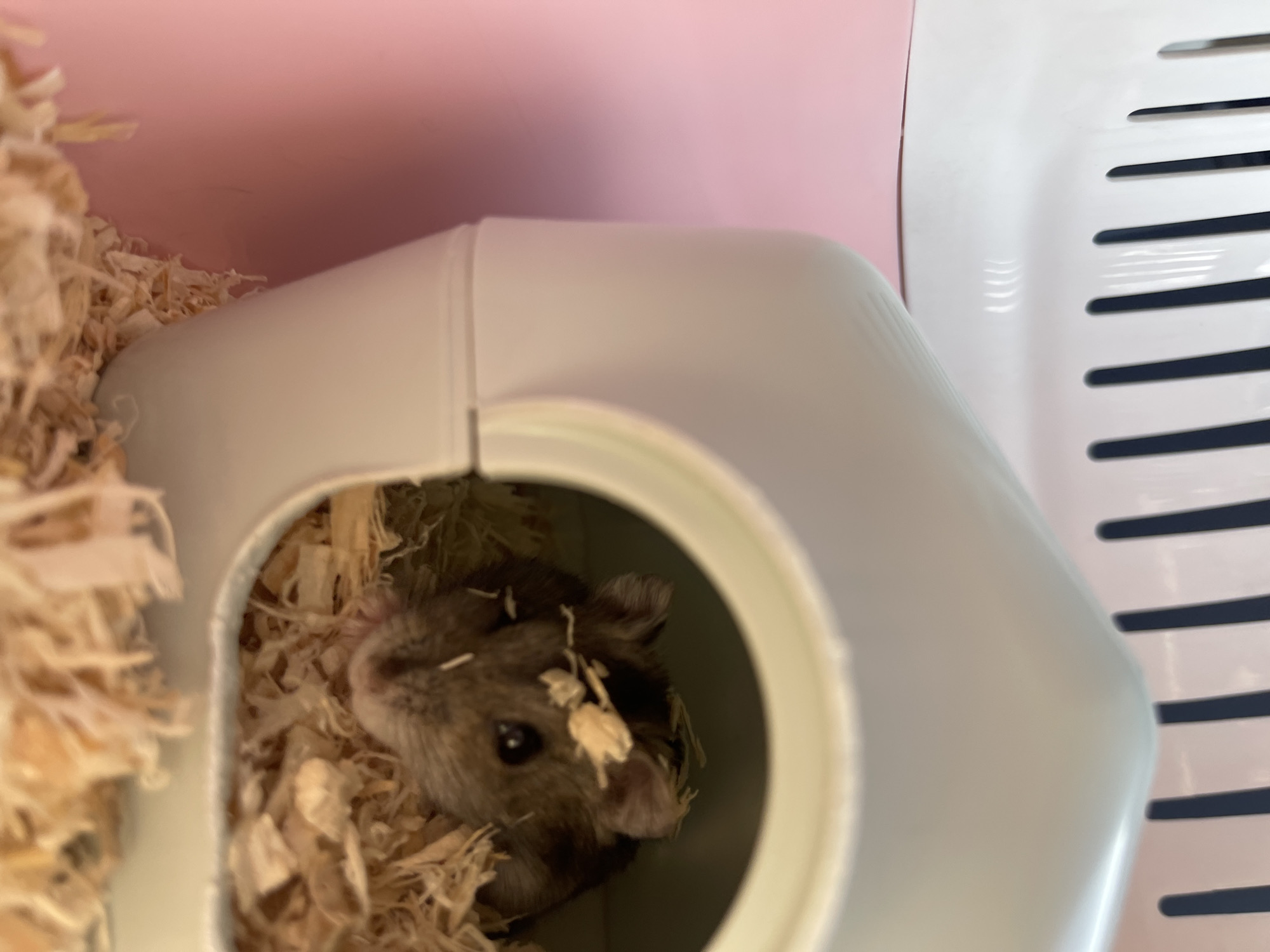 A small, gray and brown hamster is partially visible inside a light blue plastic hideout filled with wood shavings. The hamster's face, with its dark eyes and whiskers, is the main focal point. Some small pieces of hay are perched on the hamster's head. The hideout is situated on a bed of wood shavings, with a bright pink surface visible in the background to the left. Above and behind the hideout, the edge of a white plastic cage structure with dark vertical bars can be seen. The scene appears to be an indoor setting, likely a pet enclosure. There are no people present in the image.