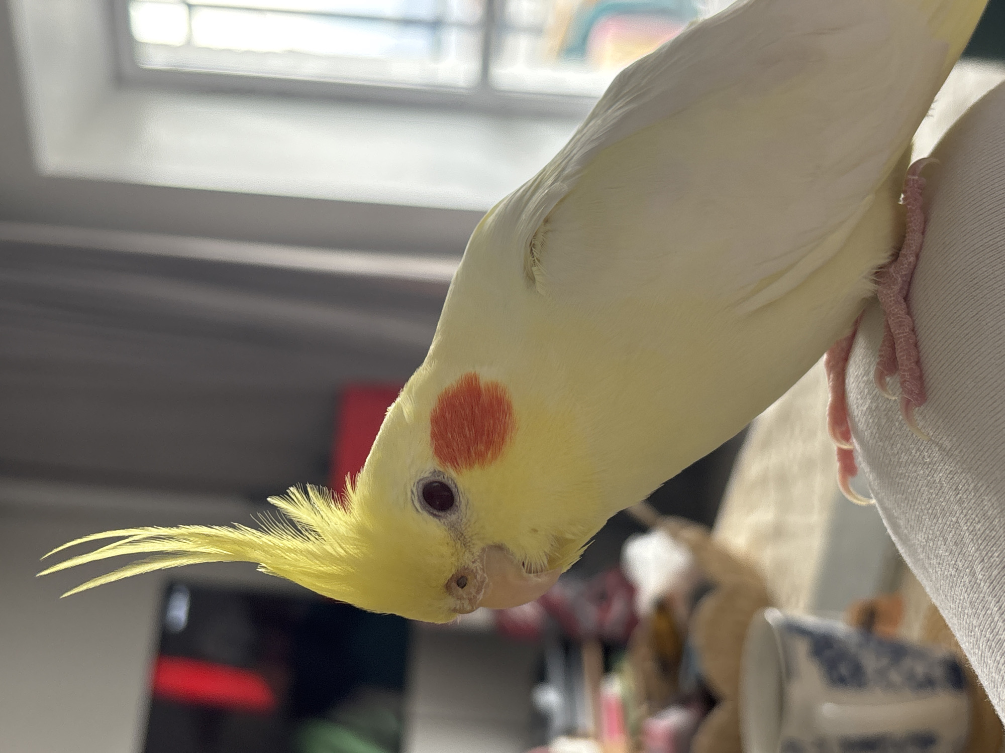 A yellow cockatiel perches on a white, soft surface. The bird's head is tilted downwards, showcasing its crest and red cheek patch. The background includes a window and blurred objects, including a television, mug, and soft toys. Location information regarding Krasnoyarsk, Russia is not evident from the image.