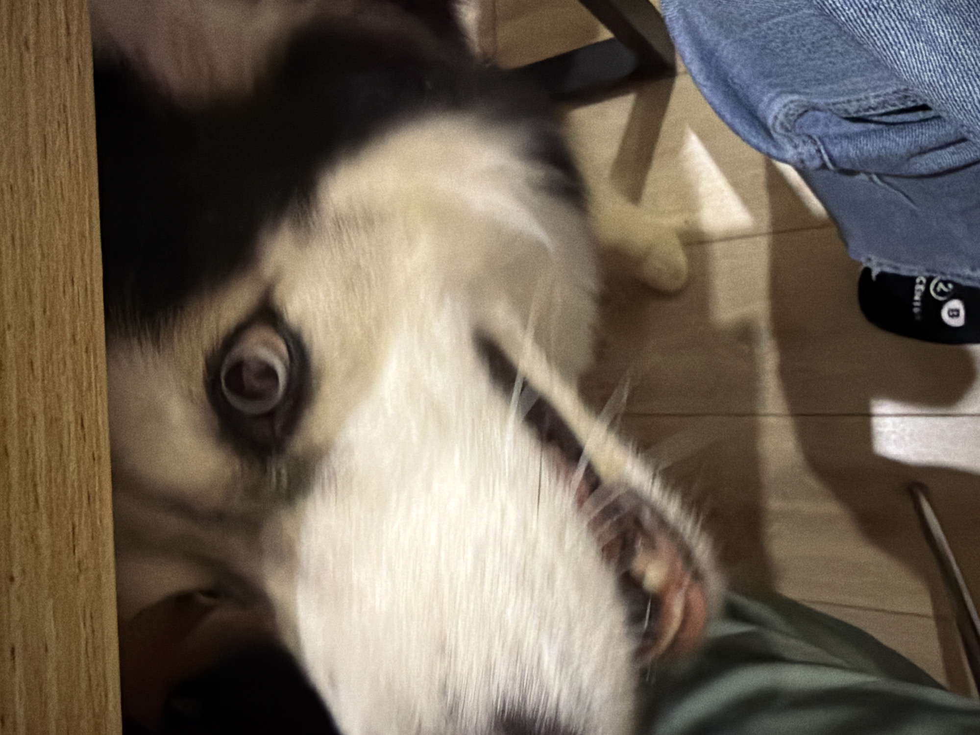 The image shows a close-up, slightly blurred view of a husky dog peeking out from under a wooden table. The dog's face is prominent, with one eye clearly visible and the other partially obscured. Its mouth is open, revealing teeth and tongue. The dog appears to be looking directly at the camera. The foreground shows a person's legs, one wearing green pants and the other blue jeans, with a black slipper visible on the floor. The background consists of a wooden floor and chair legs. The scene appears to be indoors, likely in a home setting. There is no visible information in the image to suggest a specific location within the city of Minsk, Belarus.