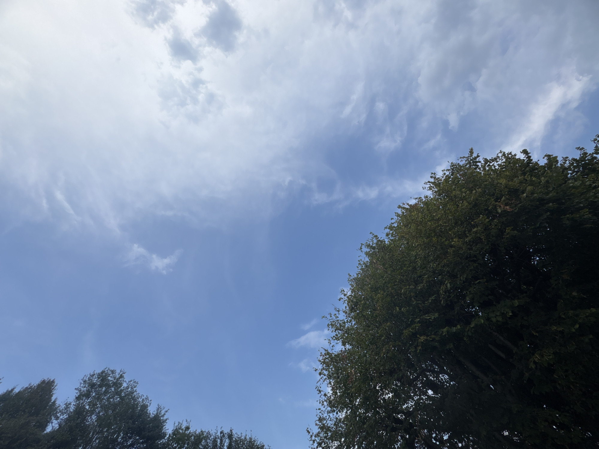 The image shows a view looking upwards towards a blue sky with scattered white clouds. The tops of dark green trees are visible in the lower portion of the frame, encroaching from the left and bottom edges. The scene appears to be an outdoor environment, likely a park or residential area in Chiasso, Switzerland, given the context. There are no people or discernable man-made structures visible. The lighting suggests it is daytime, with diffused sunlight filtering through the clouds.