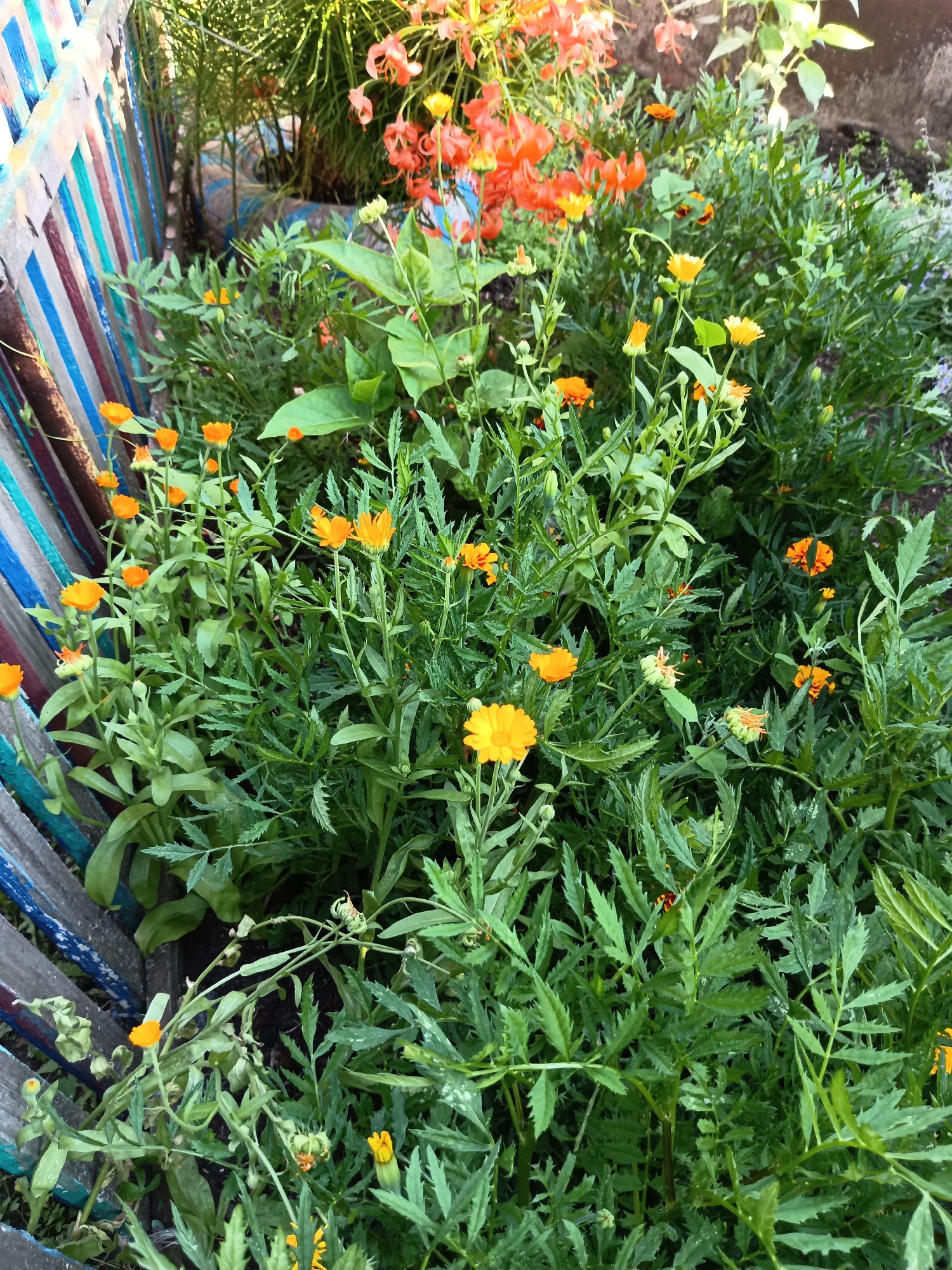 A close-up, eye-level shot captures a patch of orange calendula flowers growing in front of a weathered, multi-colored wooden fence. The fence is composed of vertical planks painted in alternating stripes of white, blue, red, and brown. Lush green foliage, characteristic of calendula plants, surrounds the vibrant orange blossoms. Some flowers are in full bloom, while others appear as buds or are partially open. In the background, out of focus, hints of other plants, possibly tiger lilies, with their distinctive orange petals, are visible. The scene suggests a garden setting in Никитино, Russia.