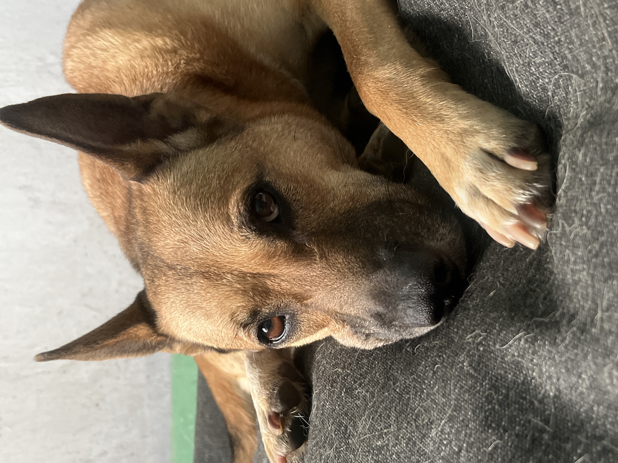 A tan dog with brown eyes and dark brown ears rests its head on a gray fabric surface. The dog's front paws are also on the fabric. The background is a light gray wall with a glimpse of green near the bottom. The photograph is taken at a close angle to the dog's head and paws. It is impossible to determine the location in Nizhny Tagil, Russia from the given image.