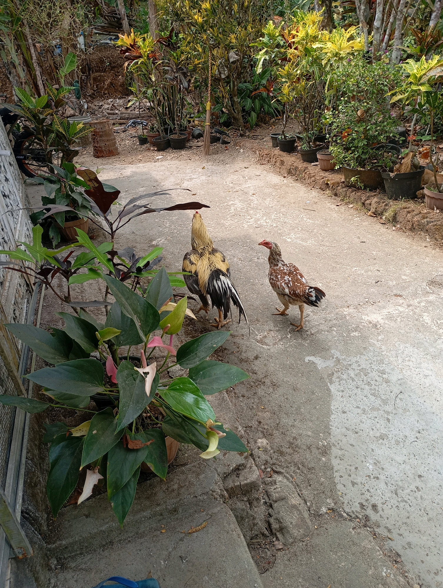 In a rural outdoor setting that appears to be a residential backyard in Ketepung, Indonesia, two chickens are visible on a concrete pathway. To the left, a large rooster with predominantly yellow and black plumage is partially obscured by a potted plant with dark green, glossy leaves and pink and white flowers. To the right of the rooster, a smaller hen with speckled brown and white feathers stands facing away from the rooster and towards the right side of the frame. The pathway is bordered by a low, rough-textured wall or curb on the left, and further into the background, a variety of potted plants and foliage are arranged along the edge of the pathway and further back amongst trees. The overall environment suggests a tropical climate with lush vegetation.