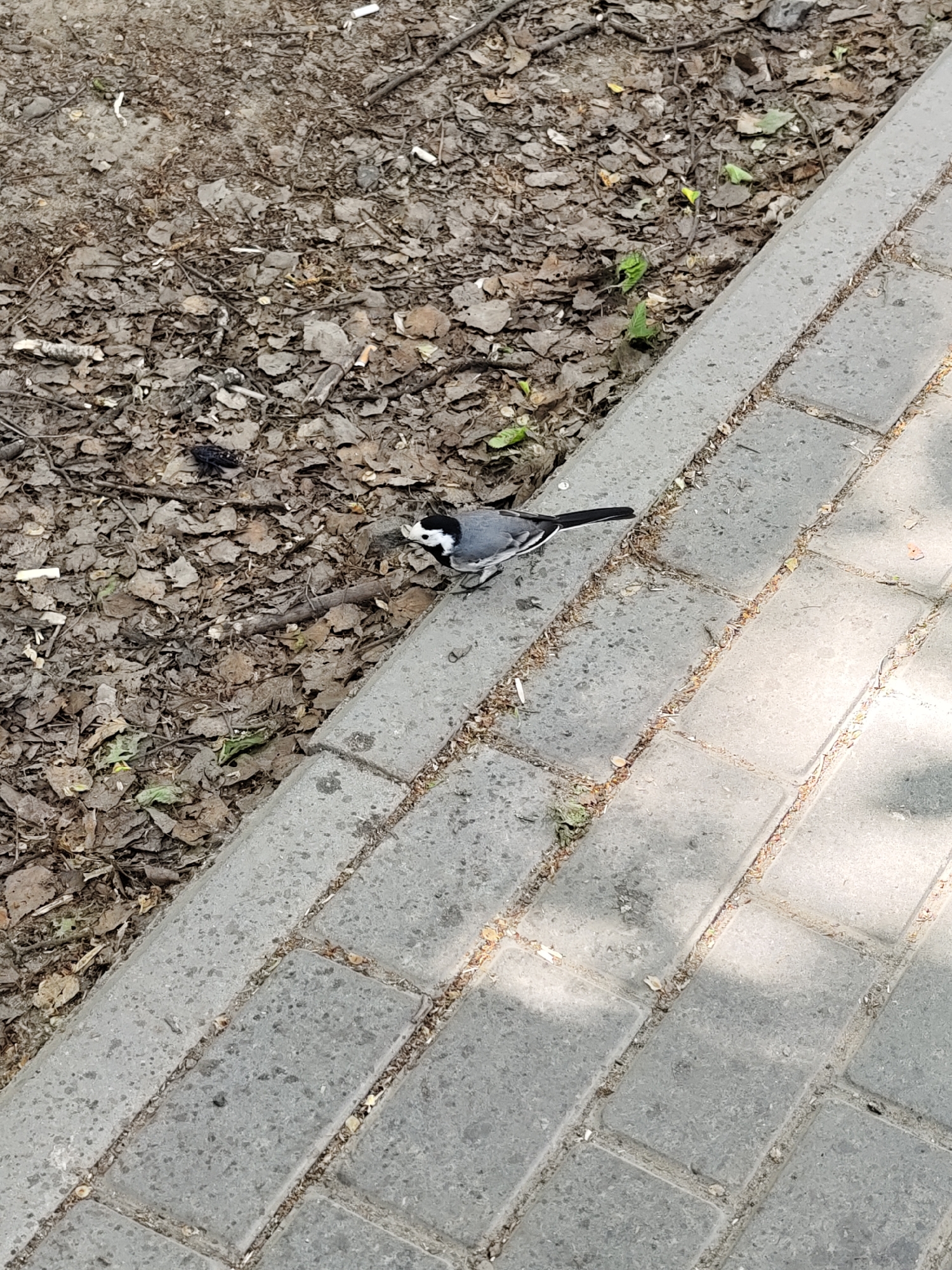 The image shows a white wagtail (Motacilla alba) standing on a grey brick sidewalk bordering an area covered with fallen leaves. The location is Chaikovsky, Russia. The bird has a white face and breast, a black cap and nape, and grey upperparts and wings. It is facing the camera with its head cocked slightly. The sidewalk is made of rectangular grey bricks arranged in a herringbone pattern. The area adjacent to the sidewalk is covered in dry, brown leaves and small twigs. The lighting suggests a sunny day with some shadows cast across the sidewalk. There are no people visible in the image.