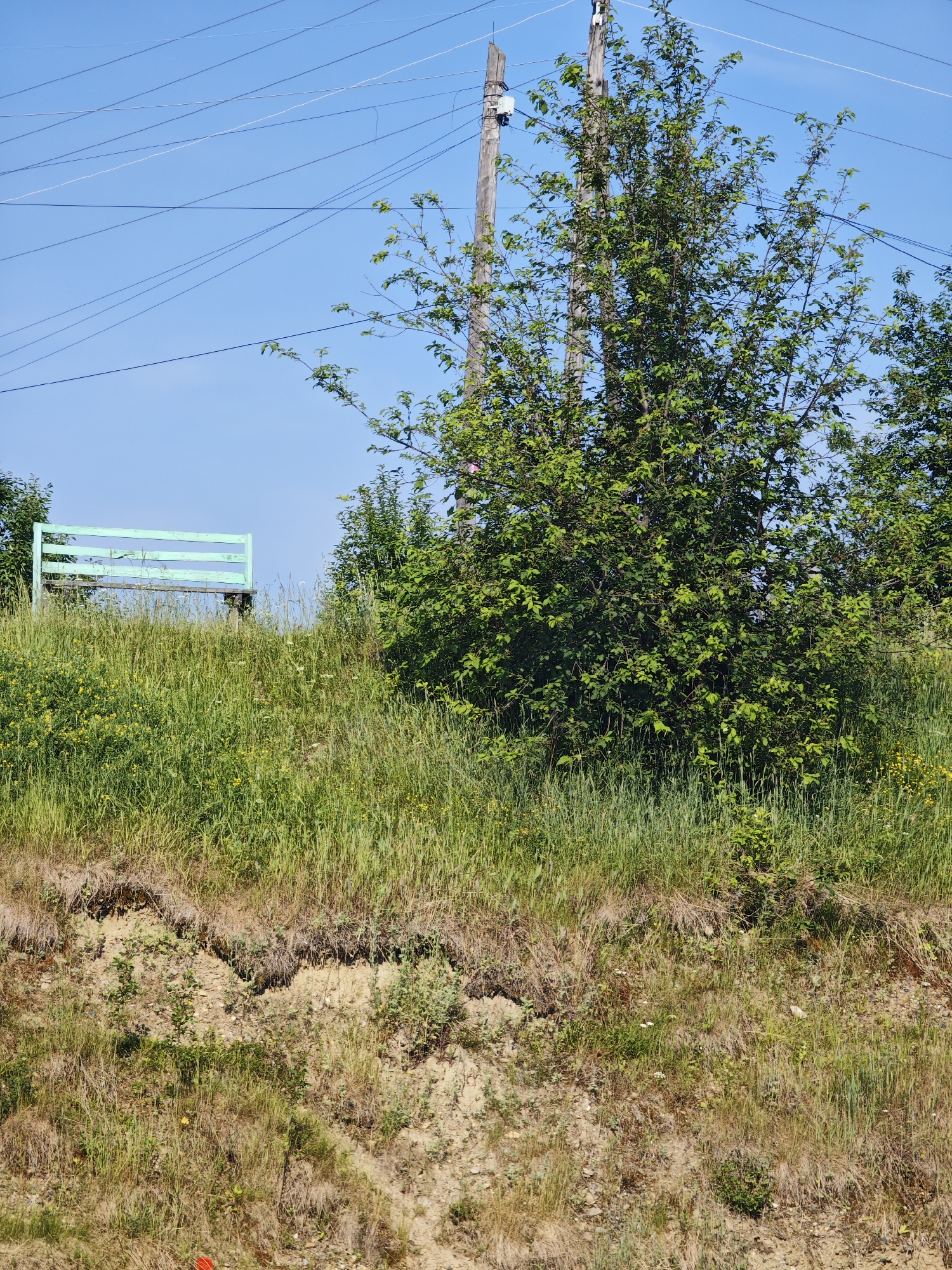 An outdoor scene in Galanino, Russia, under a clear blue sky features a weathered, light green wooden bench on a grassy embankment. The bench, positioned to the left of the frame, faces the viewer. A large, leafy green tree with dark branches is prominently situated in the center and right of the image, partially obscuring power lines and wooden utility poles that crisscross the sky. The foreground consists of a steep, eroded slope covered in dry grass and sparse vegetation. The overall environment suggests a rural or semi-rural setting, possibly a park or a roadside area with overhead utility infrastructure.