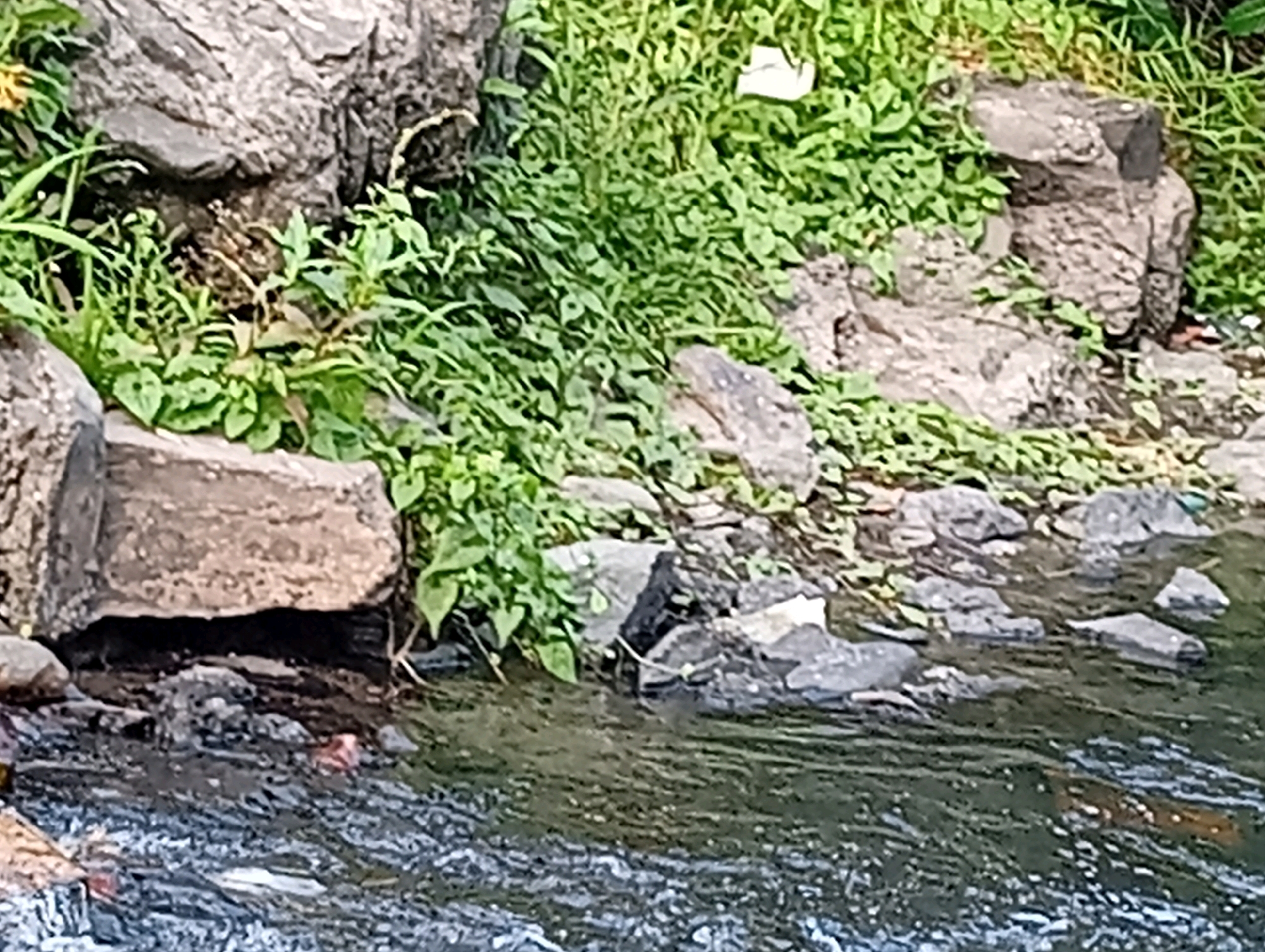 The image depicts a natural scene of a rocky embankment beside a body of water. Lush green vegetation, including grasses and smaller plants, grows abundantly on the embankment. Several large rocks of varying sizes and textures are scattered across the scene, with some partially submerged in the water. The water itself appears murky and somewhat agitated, with ripples indicating movement. The overall impression is that of a natural, untamed environment, likely a stream or riverbank. There are no visible signs of human presence, man-made structures, or specific landmarks that would indicate a precise location within Kediri City, Indonesia. The scene is devoid of any discernible human activity or interaction.