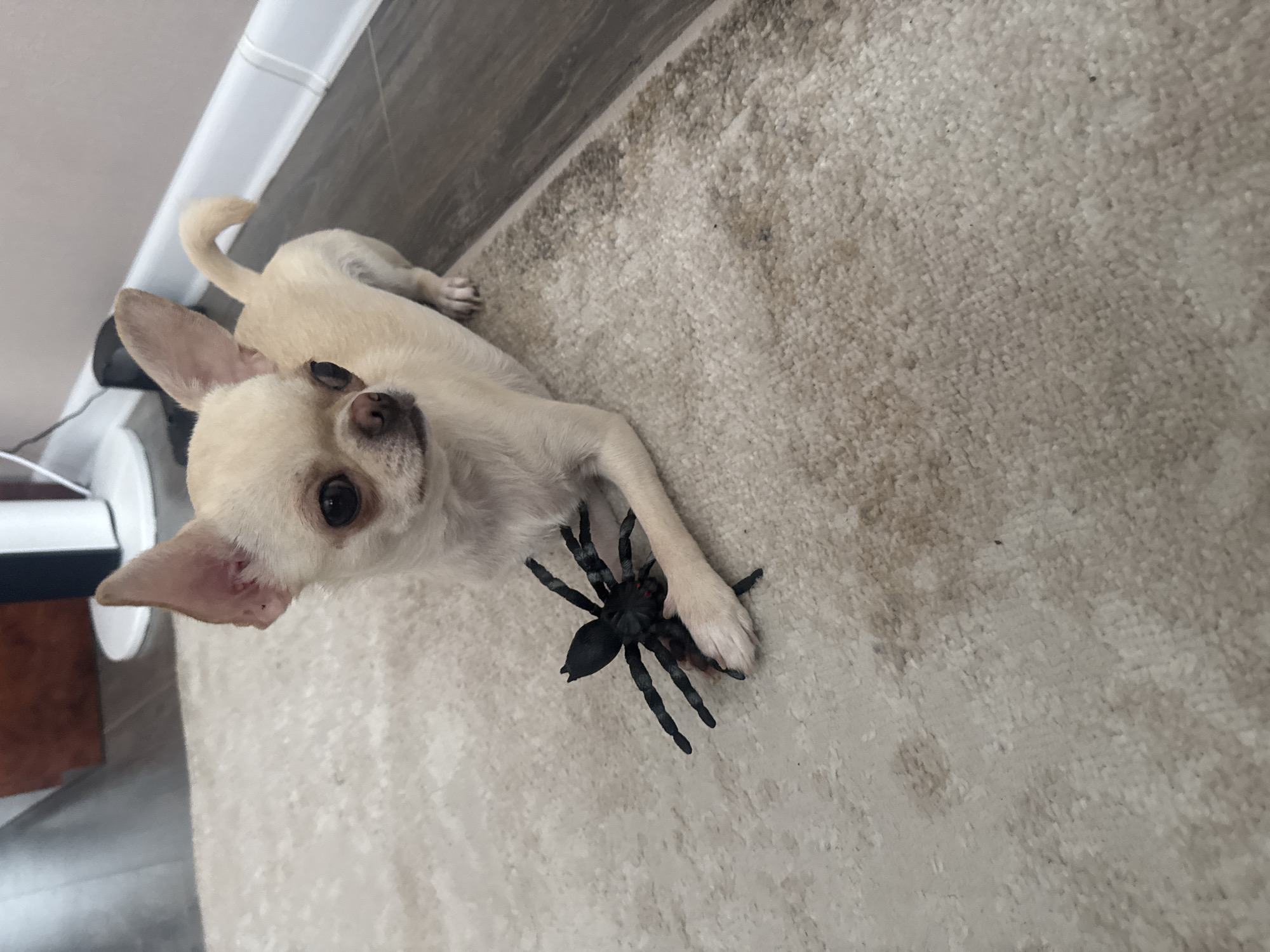A tan chihuahua is lying on a light-colored rug, holding a black toy spider in its paws. The dog is looking at the camera. The background is a wooden floor and a wall with white baseboards.