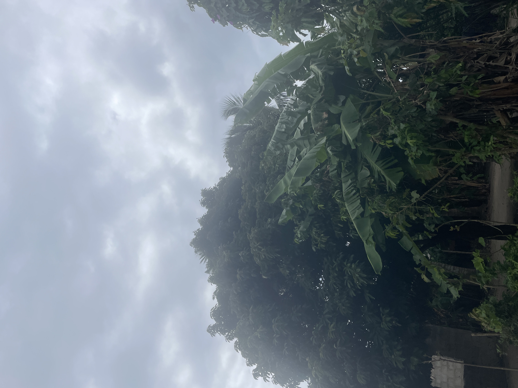 A lush green canopy of trees, including banana trees with their large, broad leaves, dominates the foreground of this overcast image. The foliage is dense, creating a somewhat shadowy effect in the lower portions of the scene. A hint of a building, constructed with grey cinder blocks, is visible on the far left. The sky above is filled with heavy, grey clouds, suggesting an impending rain or a generally overcast day in Badagry, Nigeria. There are no people or animals visible in the image.