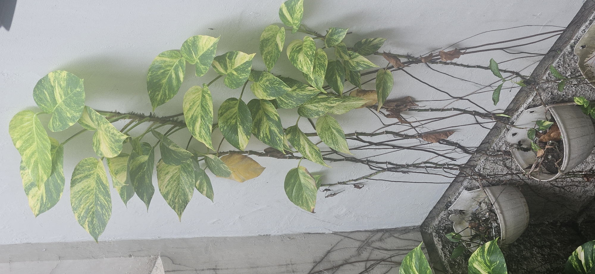 The image displays a section of a building's exterior wall, likely in an urban environment, given the mention of Bekasi, Indonesia. The wall is a textured, pale white, suggesting a somewhat aged or unfinished surface. Several vines, predominantly the variegated green and yellow leaves of a Pothos plant (Epipremnum aureum), are growing horizontally across the wall. The vines are lush in some areas, with numerous healthy leaves, while other sections show sparser growth and dried, brown leaves, indicating a mix of thriving and older parts of the plant.
The vine system extends towards the right side of the image, where two cracked, light-colored plant pots are affixed to the wall. These pots appear to be made of plastic or a similar material and are partially filled with soil and dead plant matter. One pot is positioned above and to the right of the other. The overall scene suggests a decorative or utilitarian planting scheme that has been allowed to grow somewhat untamed.
The lighting suggests it is daytime, possibly overcast or with the sun casting soft shadows, as there are no harsh shadows. The image captures a static scene, focusing on the plant's growth against the architectural background. No people or specific events are depicted. The visible textures of the wall and the pots, along with the organic forms of the vines, are the primary visual elements. There is no visible text in the image. The scene evokes a sense of natural growth interacting with man-made structures, possibly in a residential or commercial outdoor space.