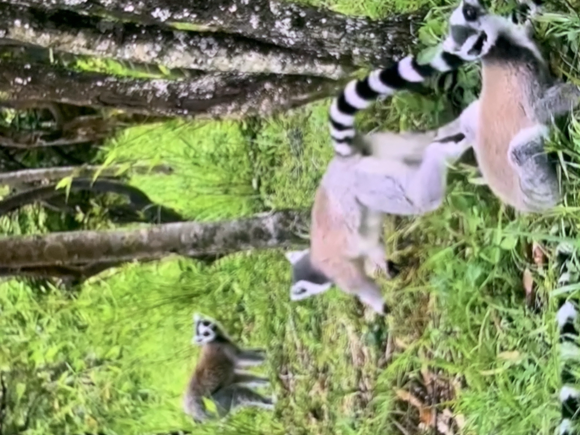 The image shows three ring-tailed lemurs in a grassy, wooded area. One lemur is lying down in the foreground, facing to the right. Another lemur is in the middle ground, in motion, with its tail arched over its back, and facing to the right. A third lemur is in the background, standing and facing to the left. The environment consists of green grass and trees with rough bark. There is no indication that this scene is located in Stavropol, Russia.