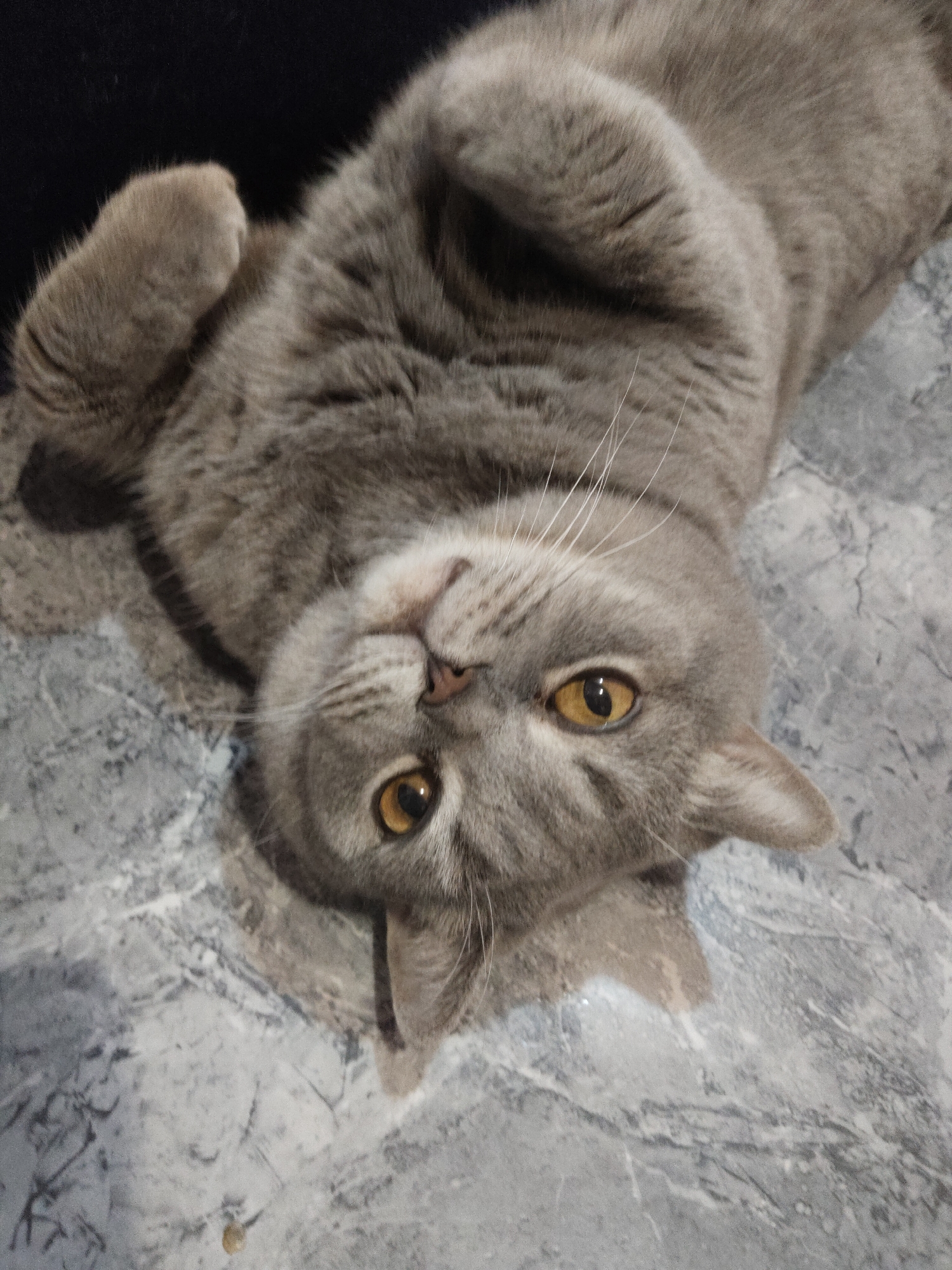 A grey British Shorthair cat lies on a grey marble-patterned surface, its body oriented vertically in the frame and its head tilted upwards to face the viewer. The cat's paws are curled up near its chest. The background above the cat is dark and out of focus. The cat's eyes are a light amber color.