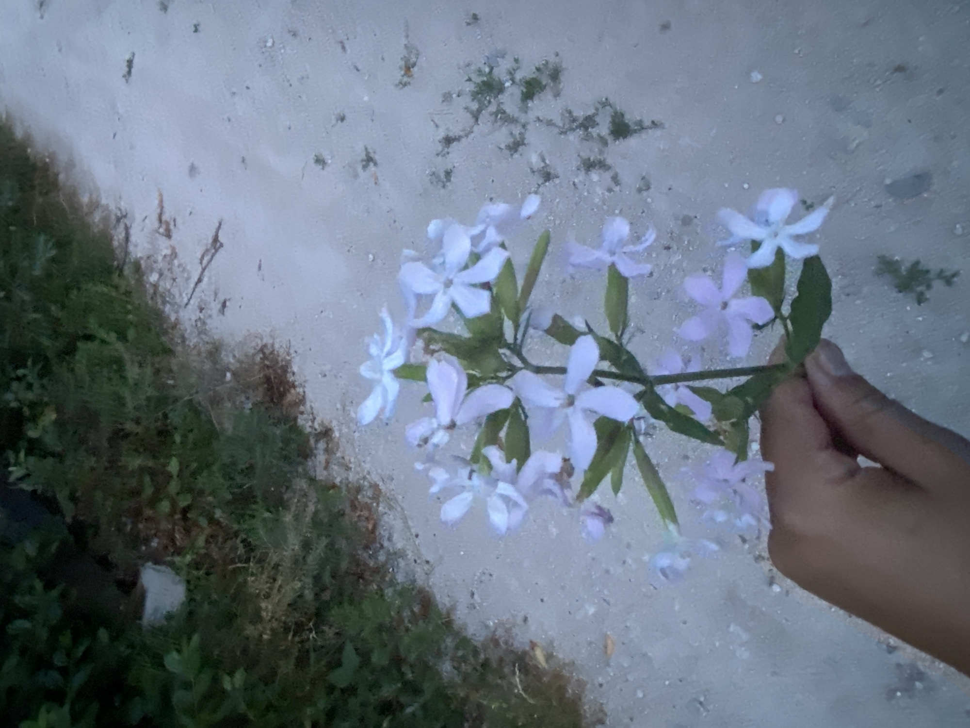 A hand holds a sprig of pale purple flowers with five petals each, against a background of a sandy path and dense green foliage. The flowers are clustered along a green stem, with some buds visible. The path appears to be unpaved and is slightly out of focus. The foliage on the left side of the image is dark and appears to be a mix of bushes and trees. The scene is dimly lit, suggesting it might be dusk or an overcast day. The location is identified as the city of Horodca, Moldova.