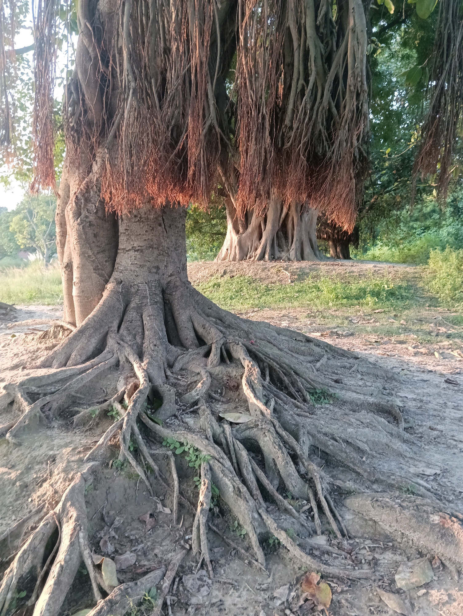 The image is a close-up, low-angle shot of the exposed, gnarled root system of a banyan tree. The roots are thick and spread out across the sandy ground, with smaller green plants growing between them. The bark of the tree trunk is rough and textured, and hanging aerial roots are visible in the background, some of them illuminated by sunlight. The environment appears to be outdoors, possibly in a park or natural area, with grass and foliage visible in the background. The lighting suggests it is either early morning or late afternoon, with warm sunlight filtering through the trees. The specific location of Tilkar, India is not evident from the image itself.