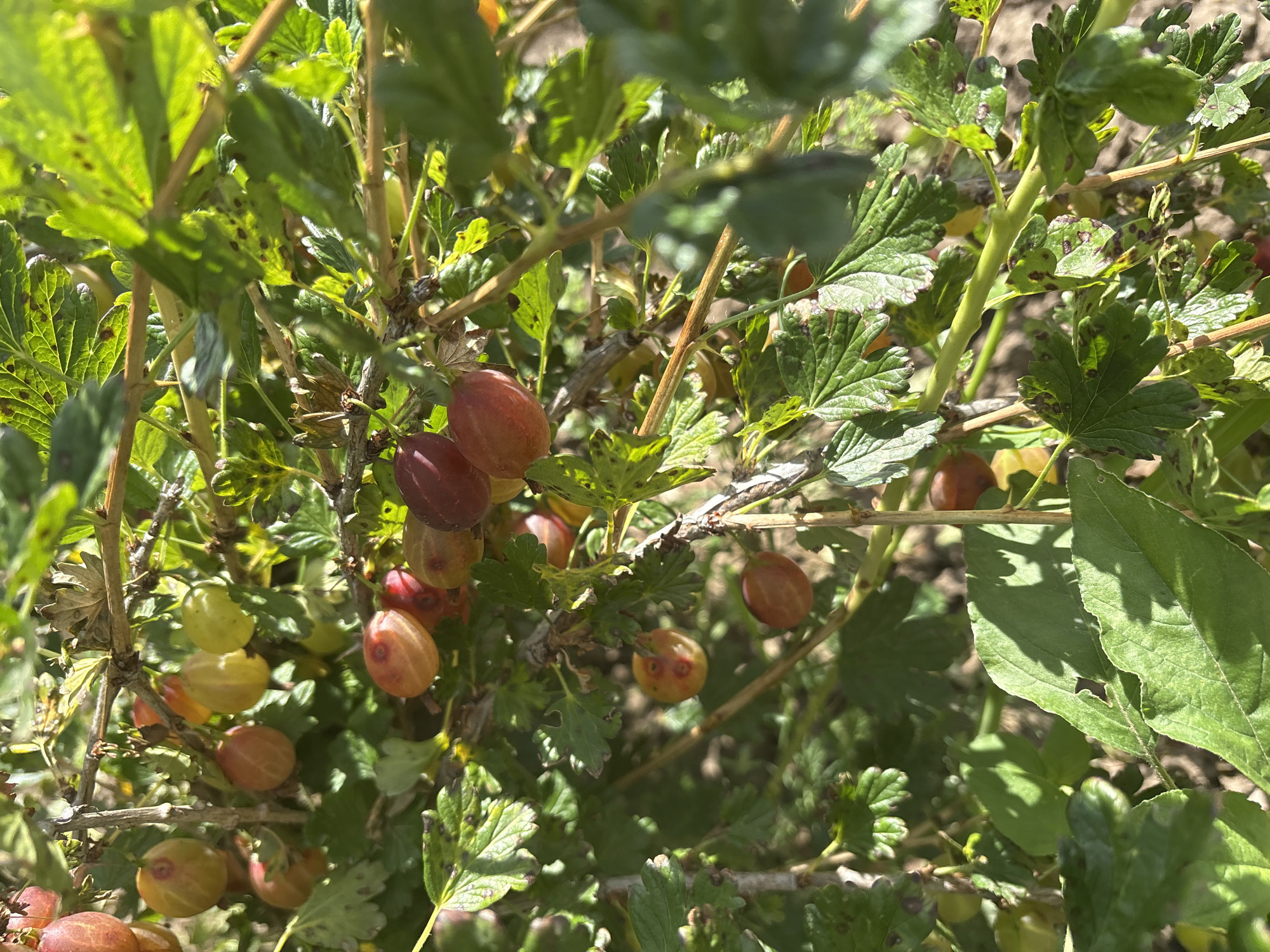 The image shows a close-up view of a gooseberry bush laden with ripening berries. The berries are a mix of green, yellow, and reddish-purple, indicating they are in various stages of maturity. Some berries are smooth and plump, while others show slight imperfections or browning, suggesting they might be past their prime or affected by a minor blight.
The leaves of the bush are predominantly green, but many also display dark spots, which could be indicative of a fungal disease or other environmental stress. The sunlight filters through the leaves and berries, creating dappled shadows and highlighting the textures of the foliage and fruit. The overall scene is one of natural growth and the abundance of a garden harvest.
There are no people or specific objects visible, other than the natural elements of the plant itself. The setting appears to be outdoors, likely in a garden or allotment, given the presence of the cultivated bush. The lighting suggests it is daytime, possibly late morning or afternoon, with bright sunlight. No text is visible in the image. The location context provided, Orsk, Russia, places this scene in a geographical setting known for its temperate climate, which would support the growth of gooseberries.