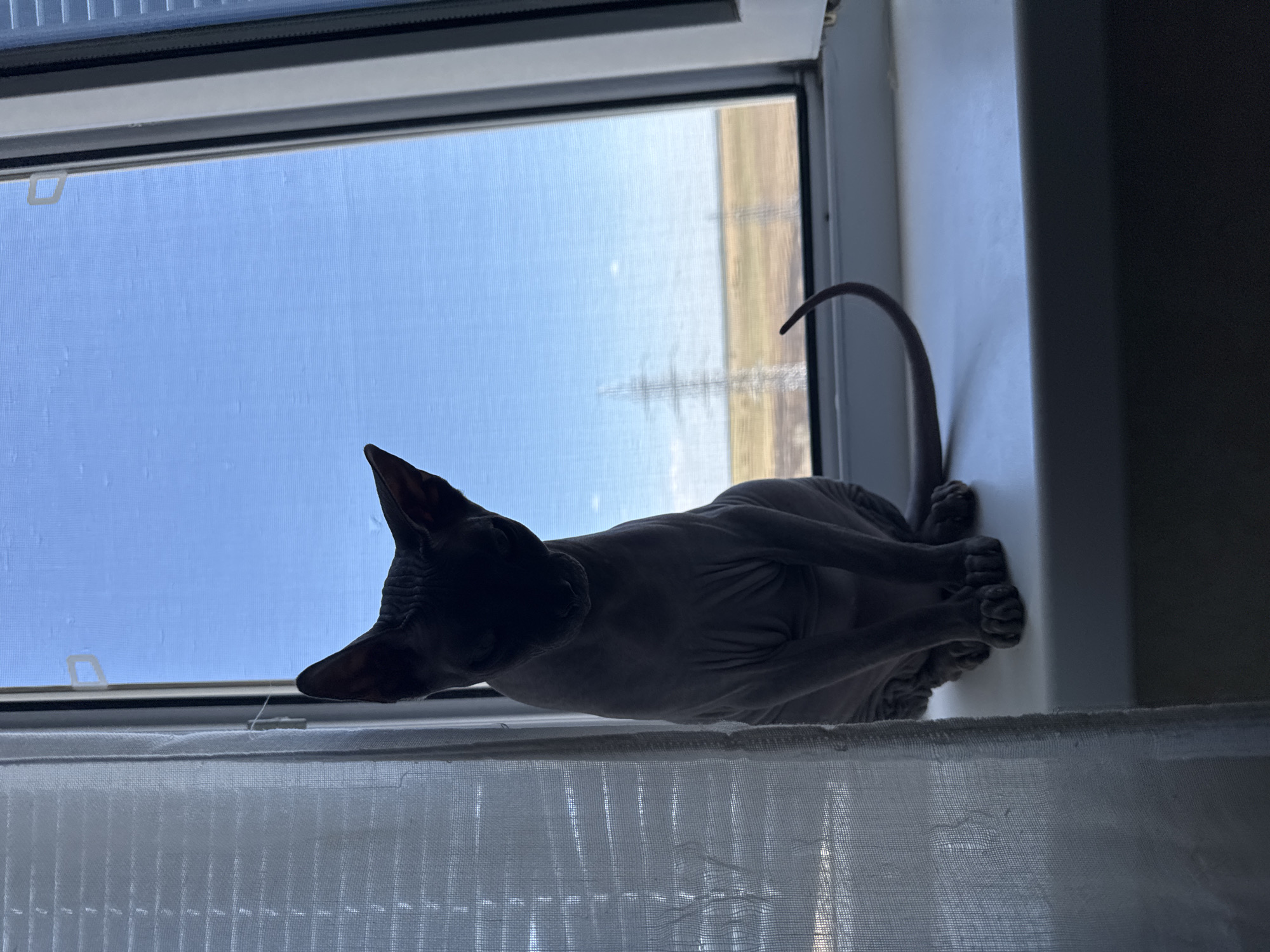 A dark grey Sphynx cat is perched on a windowsill in Tiraspol, Moldova, facing downwards. The cat's skin is wrinkled, and its large ears are pointed upwards. A white sheer curtain hangs to the left of the cat, obscuring the background. Through the window, a bright blue sky is visible, with faint clouds and distant power lines. The window frame is white, and the windowsill is also white. The cat's tail curves behind it. The scene appears to be indoors, with the outside world visible through the window.