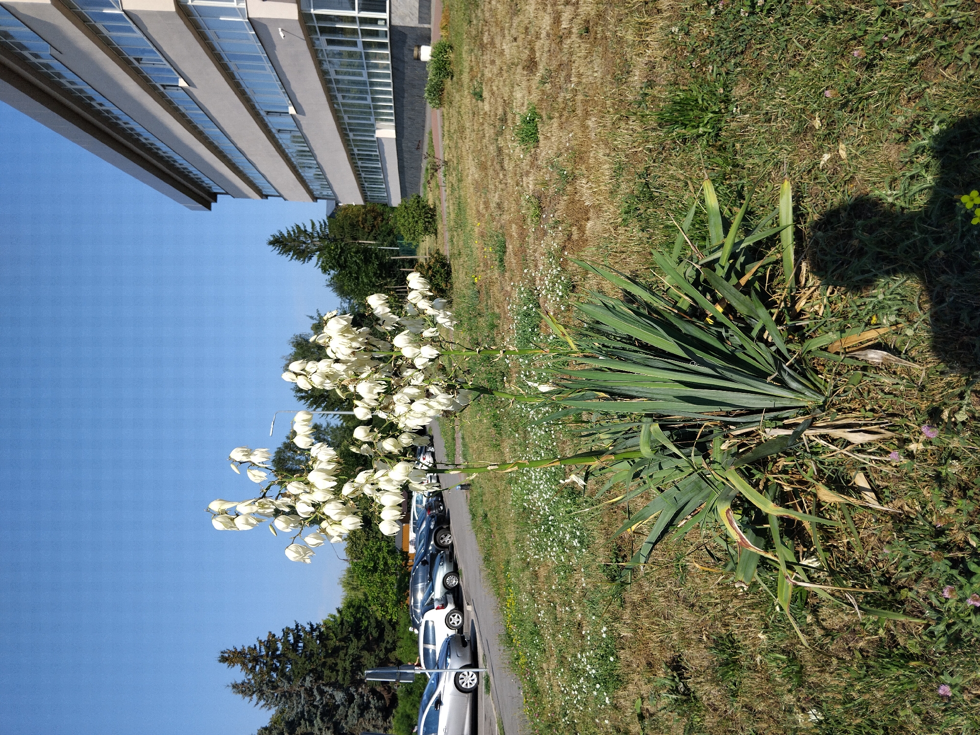 This is a photograph taken outdoors in Zhytomyr, Ukraine. The image features a large flowering Yucca plant in the foreground, with clusters of white bell-shaped flowers at the top of its stalk. The Yucca has long, spiky green leaves at its base. Behind the plant, a paved area with parked cars is visible, including several silver and dark-colored vehicles. Further in the background, a modern, multi-story building with a light-colored facade and numerous windows stands against a clear blue sky. There are also several evergreen trees and other vegetation in the scene. The ground in front of the building and around the Yucca plant is covered in dry grass and some smaller green plants and flowers. A shadow of a person, appearing as a silhouette, is cast on the ground in the lower right portion of the image. The lighting suggests it is a sunny day.