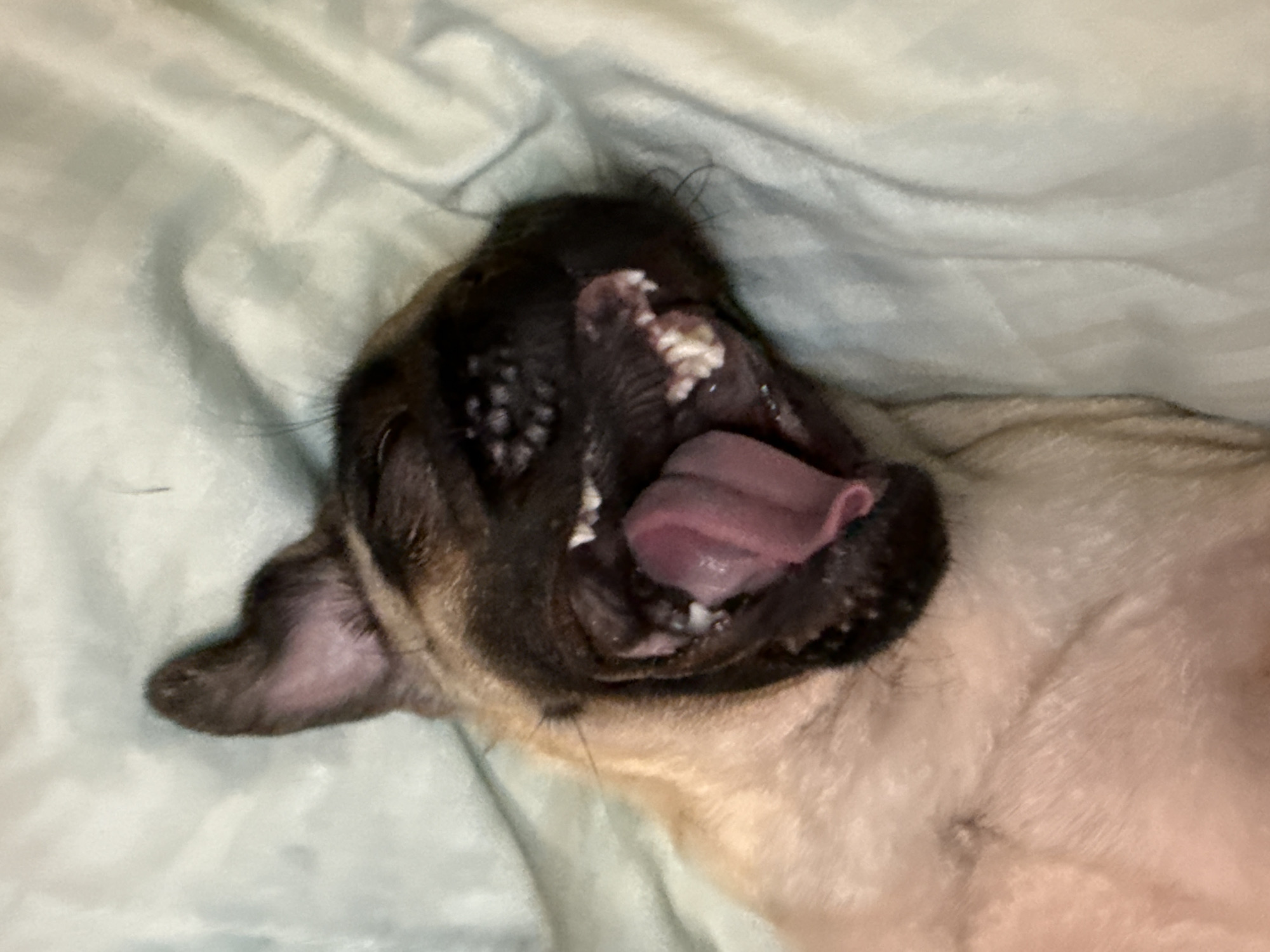 A close-up, overhead shot shows a fawn-colored dog with a dark muzzle and ears lying on a light blue, rumpled blanket. The dog's mouth is wide open, revealing a bright pink tongue, sharp white teeth, and a dark-colored palate. One of the dog's ears is perked up, while the other is flopped back. The dog's eyes are closed, and its fur is soft and fluffy. The lighting is dim, casting soft shadows on the blanket and the dog's fur.