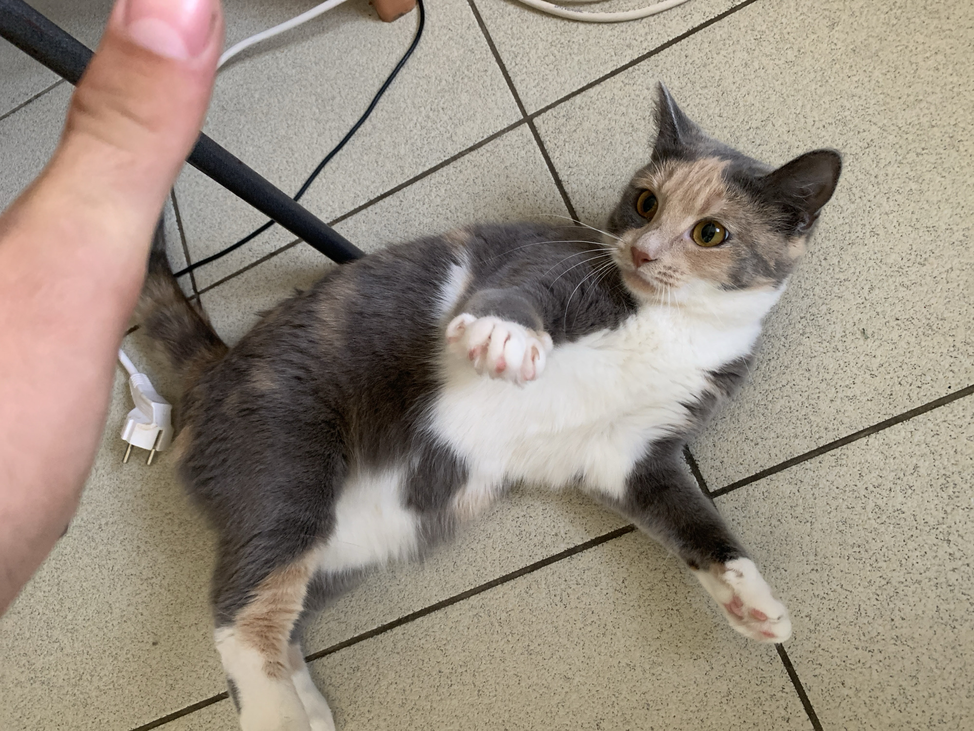 The image shows a tortoiseshell cat lying on its back on a tiled floor. The cat has white, grey, and orange fur and is looking up at the camera with its eyes open. A person's hand is visible in the upper right corner of the image, reaching towards the cat. There are also several electrical cords and a black chair leg on the floor. The scene appears to be indoors. There is no indication of the city of Ivanovo, Russia in the image.