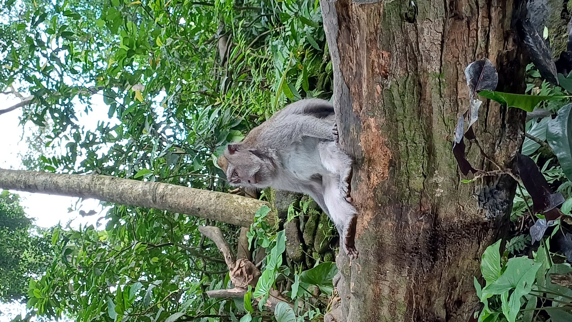 A medium shot captures a macaque monkey clinging to the side of a tree in what appears to be a lush, verdant environment. The monkey, predominantly grey with a lighter underside, is positioned towards the right side of the frame, its body angled downward. It grips the rough bark of the tree with its hands and feet. The tree trunk is dark and textured, with patches of green moss or algae growing on it.
The background is filled with dense green foliage, suggesting a forest or jungle setting. Various shades of green create depth and texture, with leaves and branches overlapping each other. A branch extends horizontally across the left side of the frame, adding to the naturalistic feel.
The image gives the impression of being taken in a natural environment, potentially a forest or jungle where macaques are known to inhabit. The location is most likely in Ubud District, Indonesia.