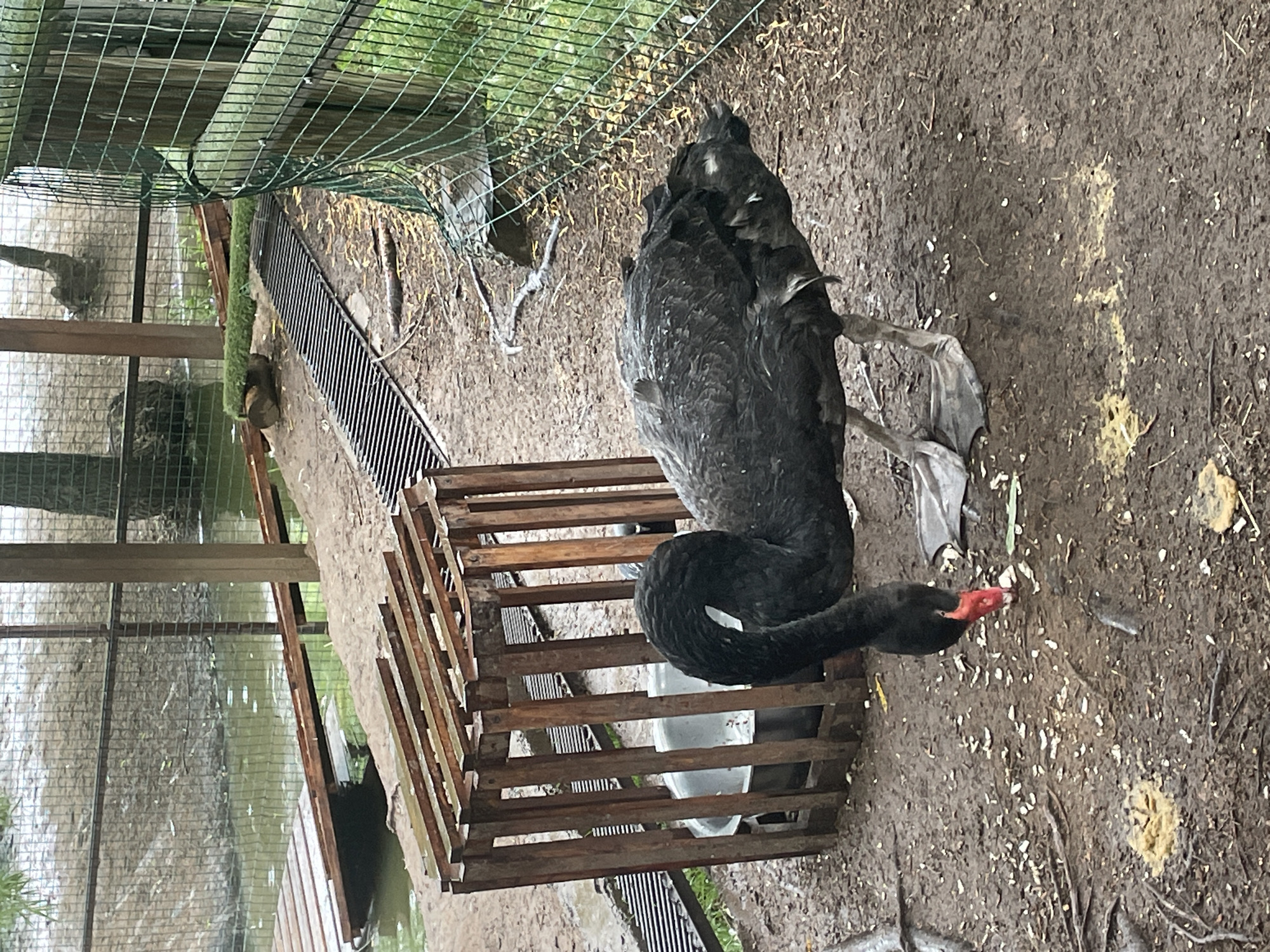 A black swan with a red beak is pecking at the ground near a wooden feeder in an outdoor enclosure. The ground is muddy and covered with small pieces of debris. In the background, there is a pool of water, a wooden walkway, a fence, and trees. The scene appears to be a zoo or wildlife park. There is no information available to indicate the location in the city of Izhevsk, Russia.