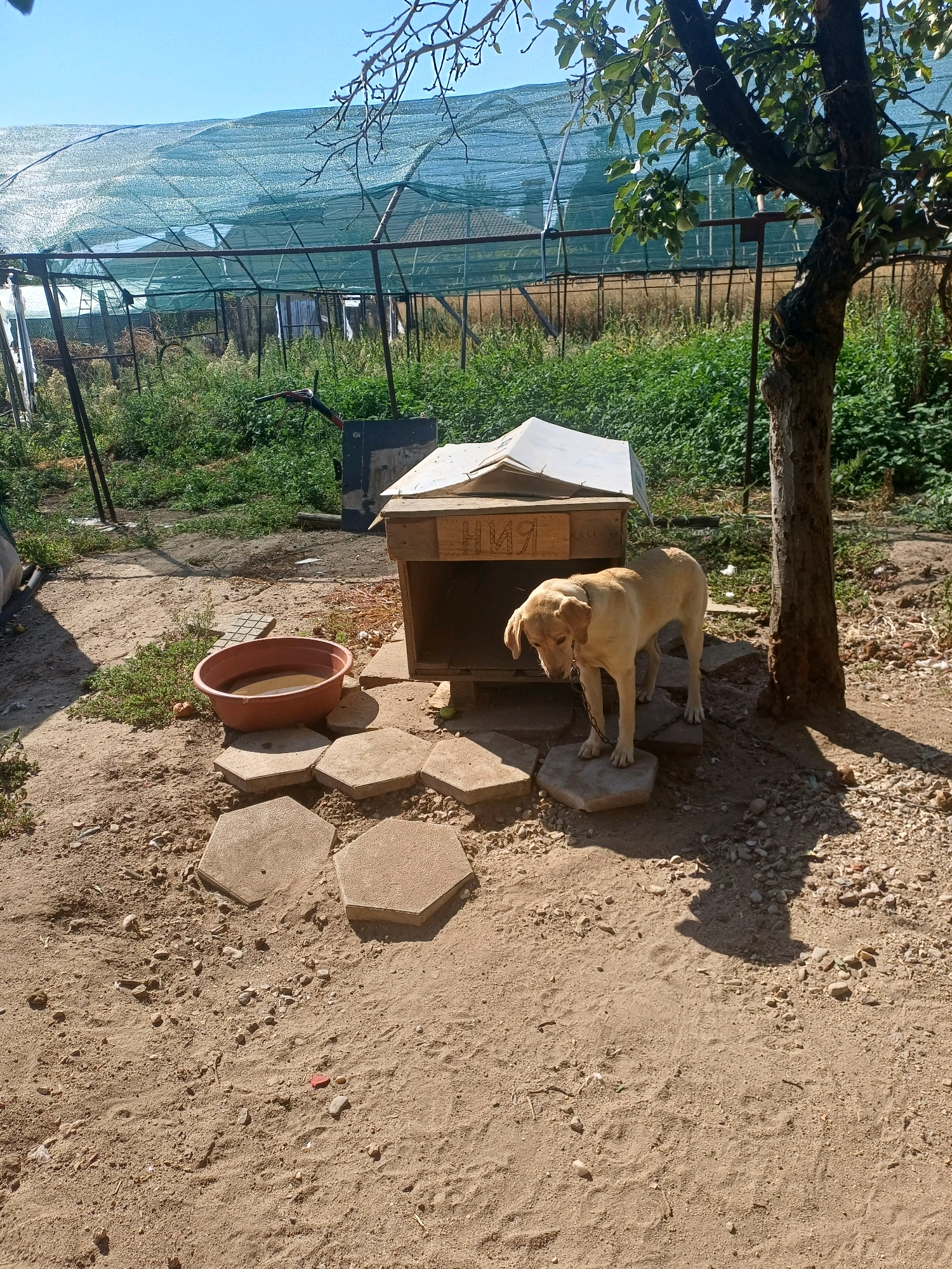 The image depicts a doghouse situated in a backyard environment, likely in the city of Cheshnegirovo, Bulgaria. A light-colored dog, possibly a Labrador or a similar breed, is standing next to the doghouse, its head lowered as if looking down. The dog is attached to a chain. In front of the doghouse, there are several hexagonal stepping stones arranged on the ground, and a reddish-brown bowl filled with water is placed on some of these stones. The doghouse itself is constructed of wood and has a white roof. Behind the doghouse and the dog, there is overgrown green vegetation. A large tree with dark bark and green leaves casts a shadow on the ground to the right of the dog. In the background, there is a greenhouse or similar structure covered with green netting. The ground appears to be a mixture of sand and small stones. The sky above is clear and blue.