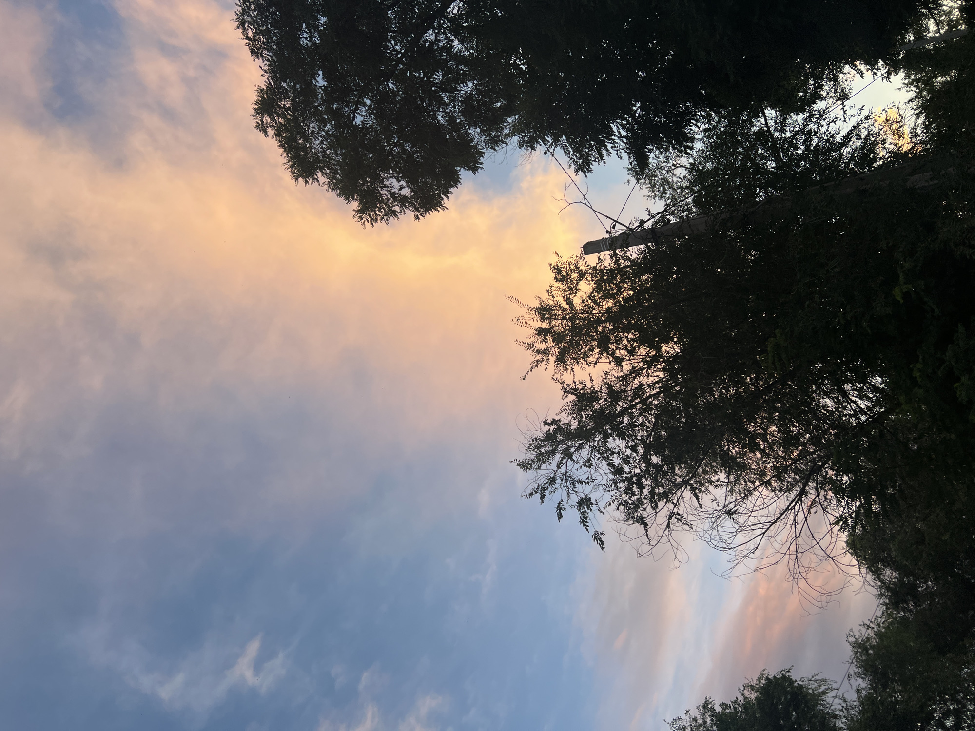 The image depicts a sunset sky with dramatic clouds painted in shades of orange, pink, and blue. Silhouetted against the vibrant sky are the dark forms of trees and a utility pole with wires. The foliage appears dense and lush, suggesting a natural or park-like setting. The scene is captured from a low angle, looking upwards towards the sky. The image is a photograph, likely taken outdoors. There are no people or discernible actions in the frame. The location is identified as Ulyanovsk, Russia.