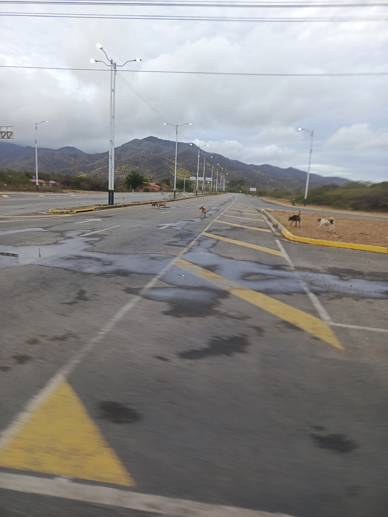 The image depicts an expansive outdoor scene in Santa Ana, Venezuela, under an overcast sky with light gray clouds. A wide, paved asphalt surface, resembling a multi-lane road or large parking area, dominates the foreground and midground. Yellow triangular markings and solid yellow curbs delineate sections of the pavement, along with white dashed and solid lines. Several dark, irregular puddles are visible on the asphalt. Modern streetlights, some illuminated, line the paved area on both sides. In the background, dark mountains with sparse, dry-looking vegetation (yellowish-brown hues) extend across the horizon, with distant residential buildings visible to the far left. Five dogs are present: a light brown dog is seen on the paved surface to the left, moving left; on the right, a dark brown dog and a white dog with brown patches are on the dirt shoulder adjacent to the road; and two smaller dogs are further back near a central median on the left side of the paved area. Utility lines stretch horizontally across the top of the frame.