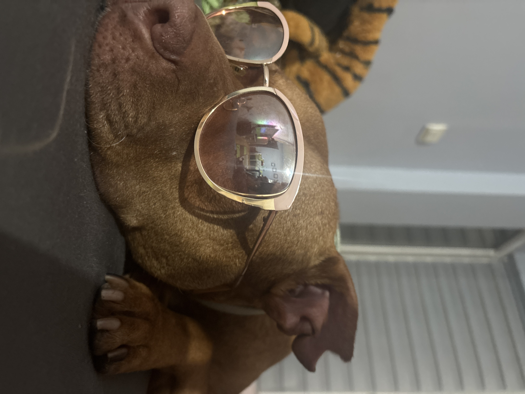 A brown dog with short fur is resting its head on a dark, possibly black, surface. The dog is wearing rose gold-framed sunglasses. In the reflection of the sunglasses, a room is visible. Behind the dog, there is a tiger-striped object, possibly fabric or a toy. In the background, the room has white walls and a white barred window. The location in the city of Sofia, Bulgaria, cannot be determined from the image.