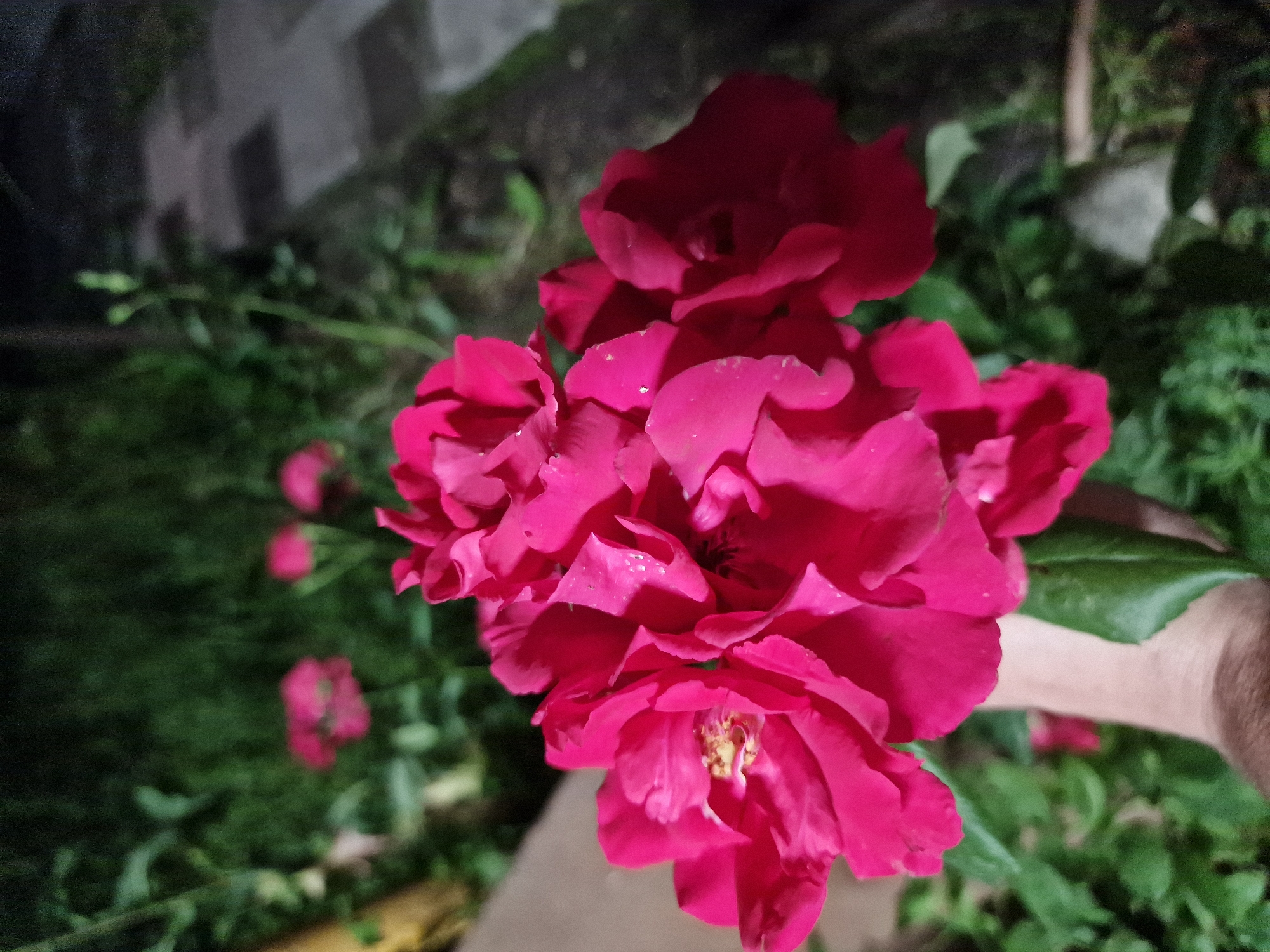 In Kursavka, Russia, a close-up, dimly lit photograph captures a cluster of vibrant pink roses in the foreground. A person's forearm and hand, with visible skin tone and a brown sleeve, are partially visible supporting the rose stems. The background features blurred green foliage and a paved walkway with square pavers, suggesting an outdoor setting, possibly a garden or park. The lighting indicates it is nighttime or a very dark day, with some artificial light illuminating the roses.