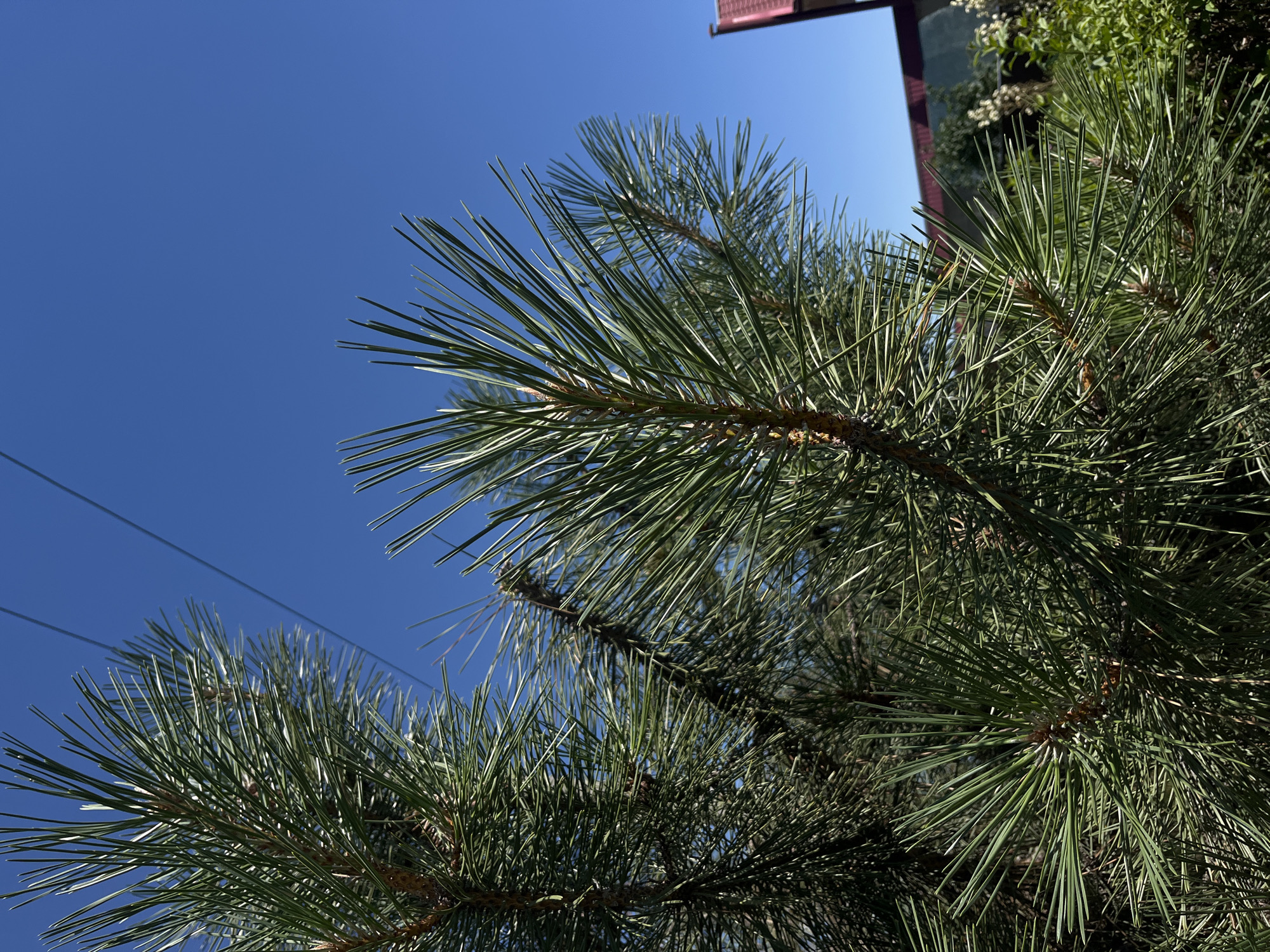 An outdoor, close-up, eye-level, vertical shot focuses on the needles and branches of a pine tree against a clear, bright blue sky. Two dark, thin wires are visible diagonally in the upper portion of the frame, cutting across the sky. In the background, a portion of a red-roofed building is visible on the right, along with green foliage and some white flowers. The image was taken in Tikhoretsk, Russia.