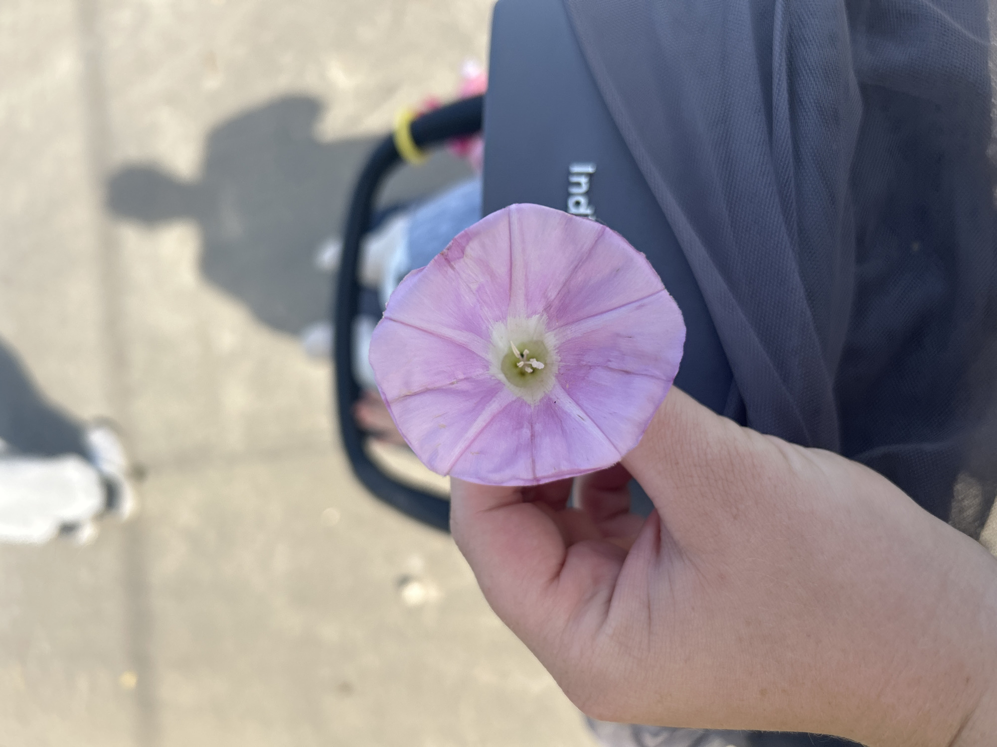 The image shows a close-up view of a pale pink flower with a white center, held in a person's hand. The flower is in the foreground, and the background is blurred. In the background, the shadow of a person is cast on a paved surface. There are also hints of a stroller and a person's legs and shoes in the far background, suggesting the person holding the flower is likely with a child. The environment appears to be outdoors, possibly a park or walkway, given the paving and shadows. The image does not contain any information to suggest it is located in the city of Калицино, Russia.