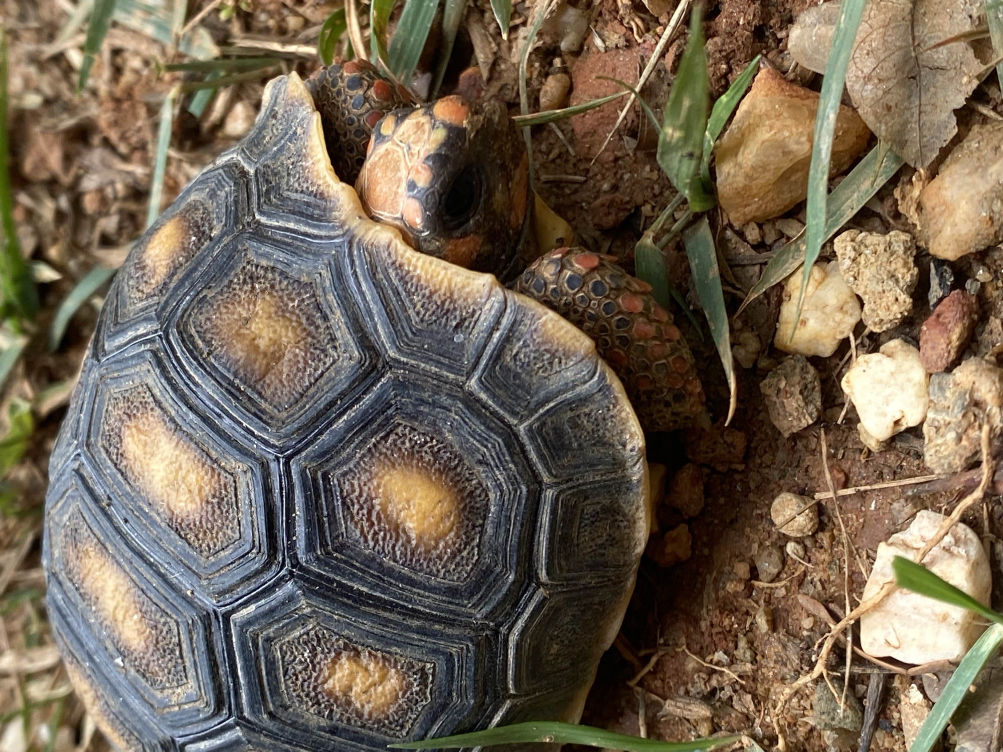 The image shows a turtle, partially retracted into its shell, situated on reddish-brown soil interspersed with small rocks, pebbles, and blades of grass. The turtle's shell is dark grey with hexagonal scutes, each having a lighter, yellow-tan center. The head and visible limbs display black scales patterned with reddish-orange spots. The location is Tinaquillo, Venezuela.