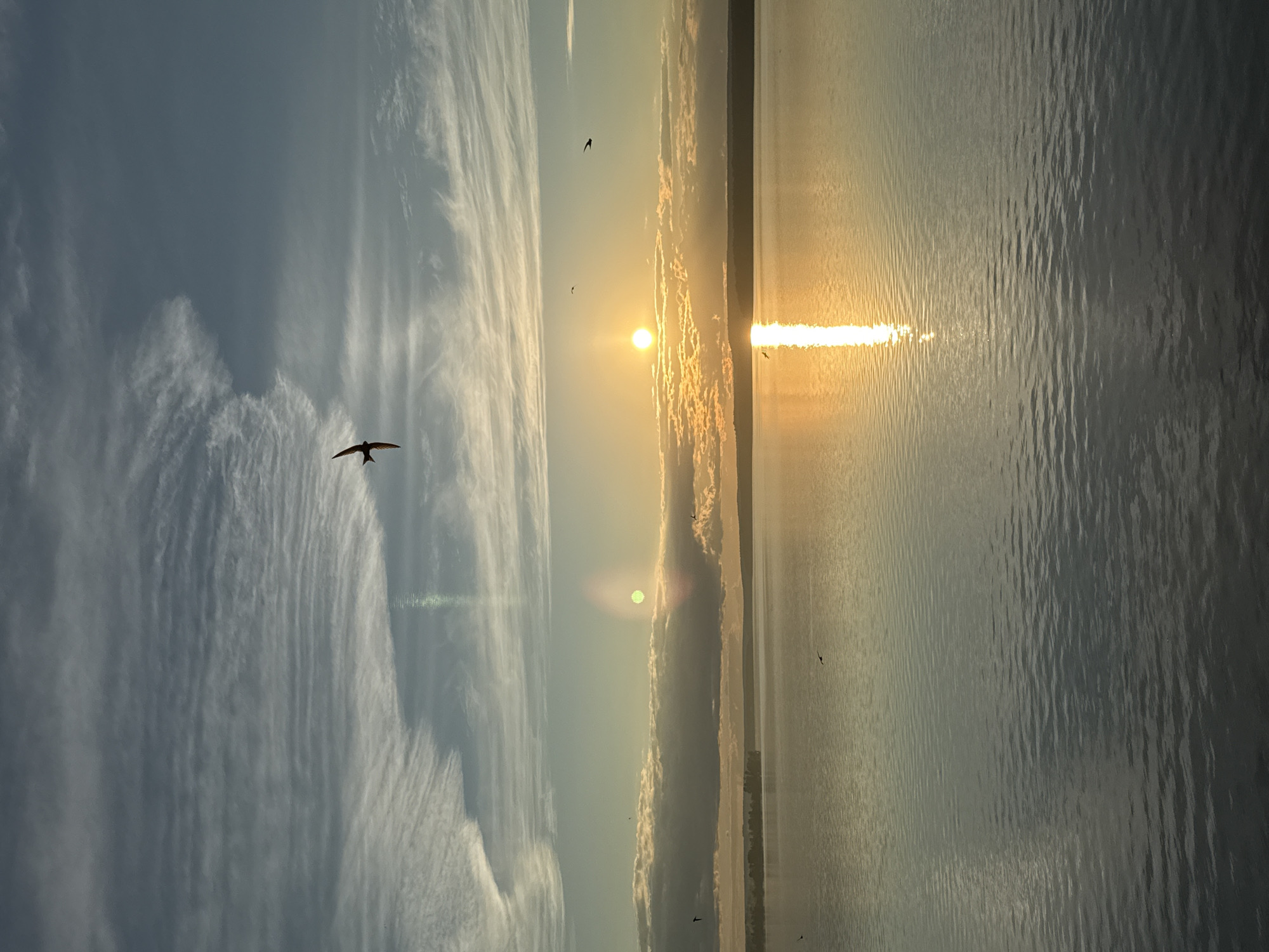 The image depicts a serene sunset over the Kama River in Votkinsk, Russia. The sky is a canvas of soft blues and grays, streaked with wispy white clouds that catch the warm glow of the setting sun. The sun itself, a radiant orb, casts a shimmering golden path across the calm waters of the river, creating a tranquil and reflective surface. A lone bird, likely a swallow, soars gracefully in the upper portion of the frame, its silhouette stark against the colorful sky. In the distance, a faint, tree-lined horizon suggests the presence of land. The overall atmosphere is one of peacefulness and natural beauty, capturing a quiet moment in the day.
